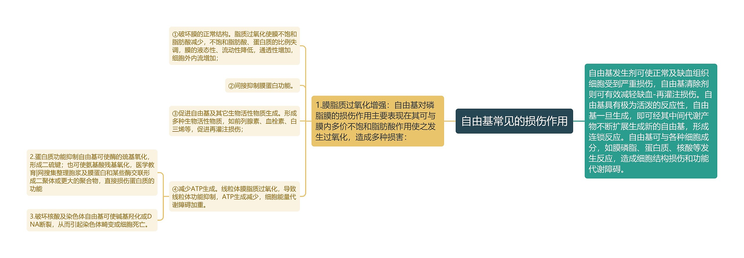 自由基常见的损伤作用 自由基常见的损伤作用