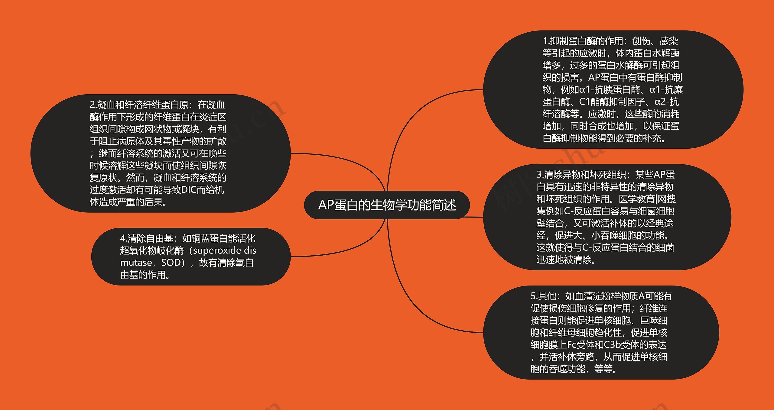 AP蛋白的生物学功能简述思维导图