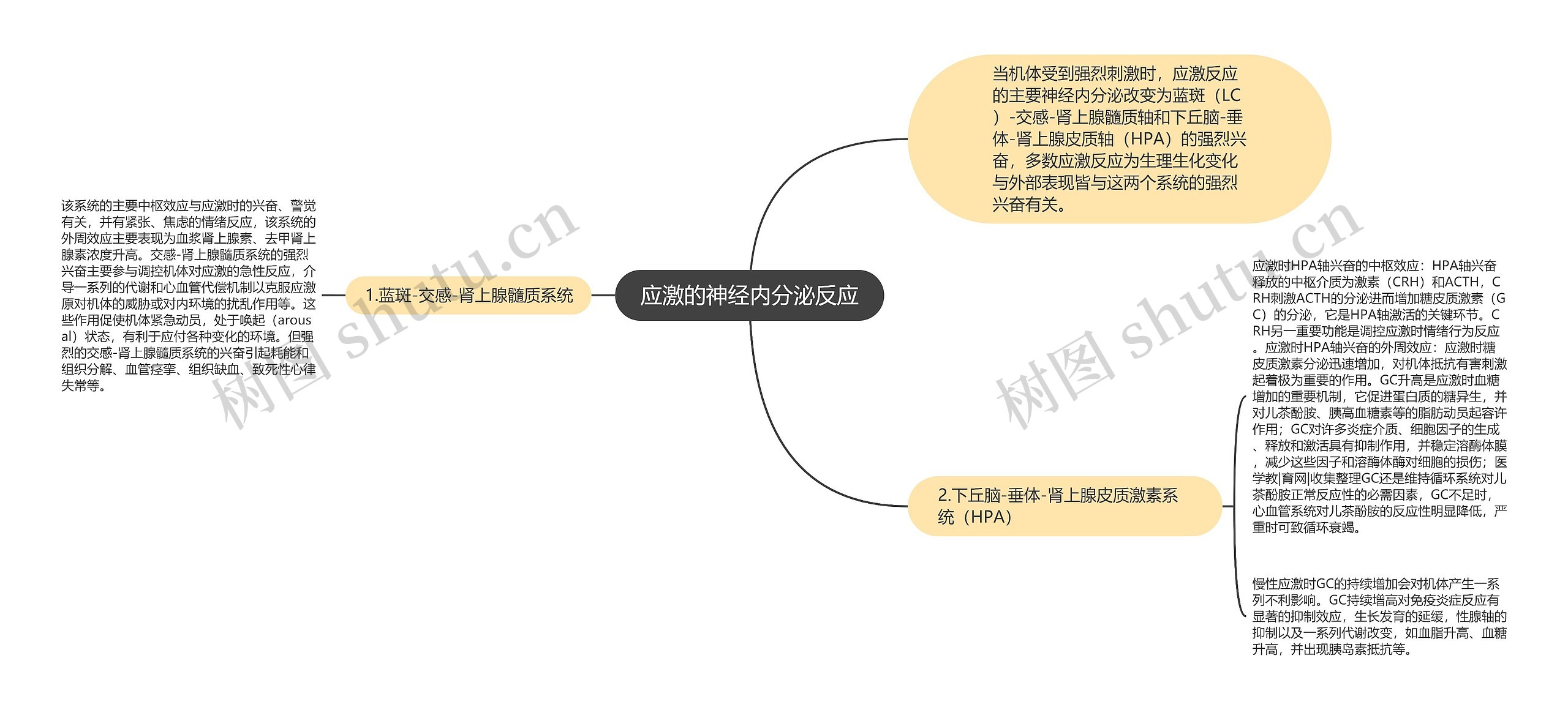 应激的神经内分泌反应思维导图