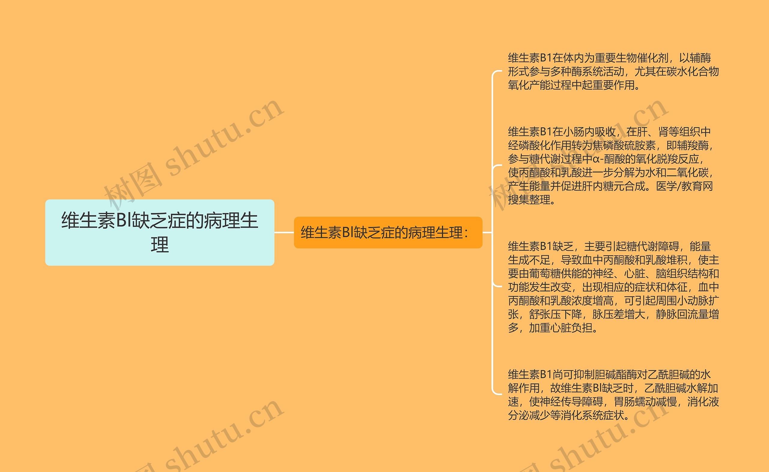 维生素Bl缺乏症的病理生理