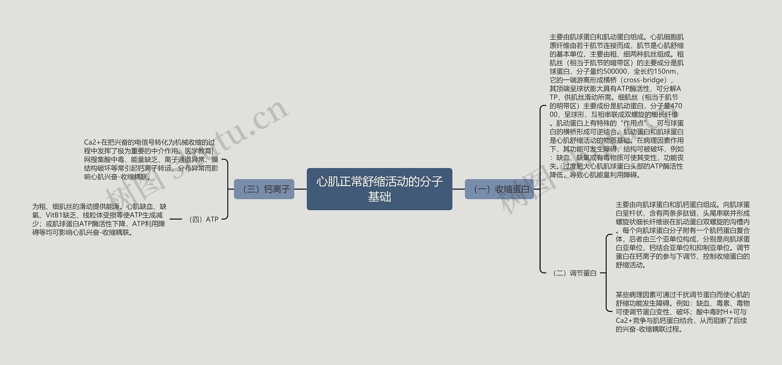 心肌正常舒缩活动的分子基础