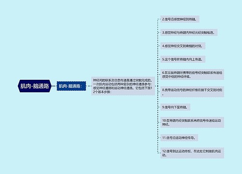 肌肉-脑通路