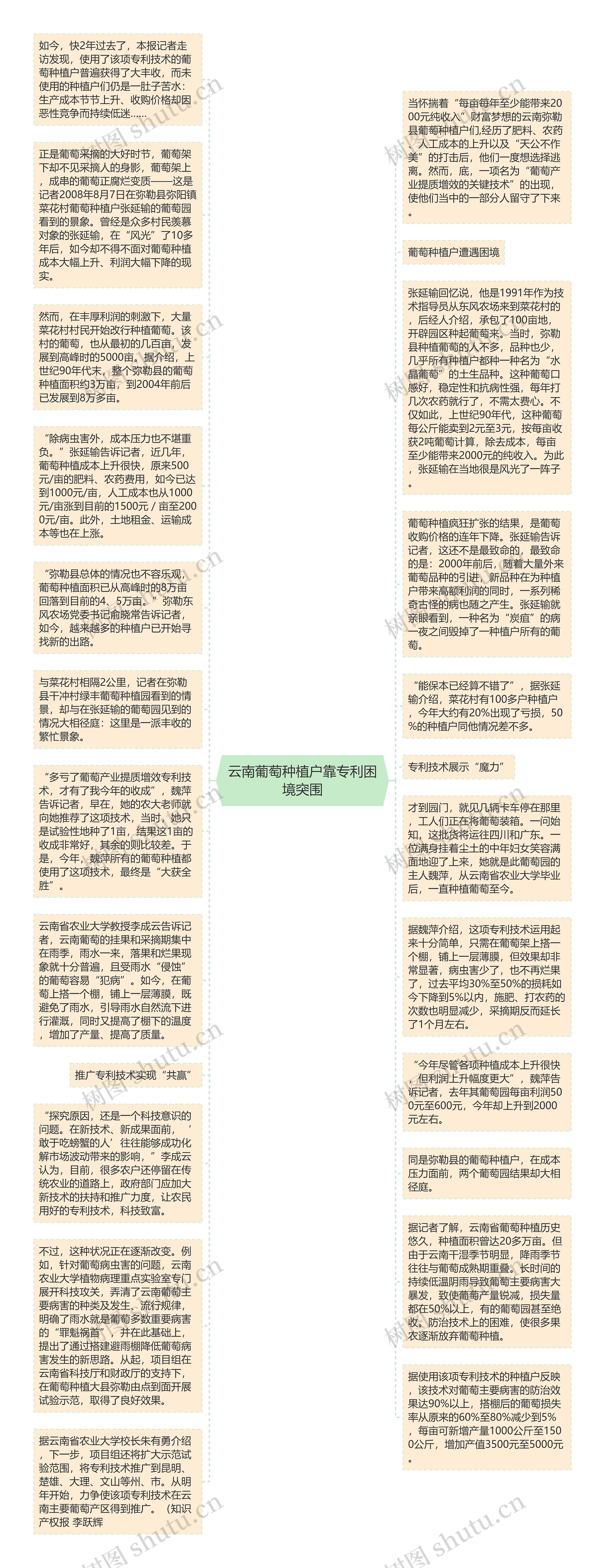 云南葡萄种植户靠专利困境突围
