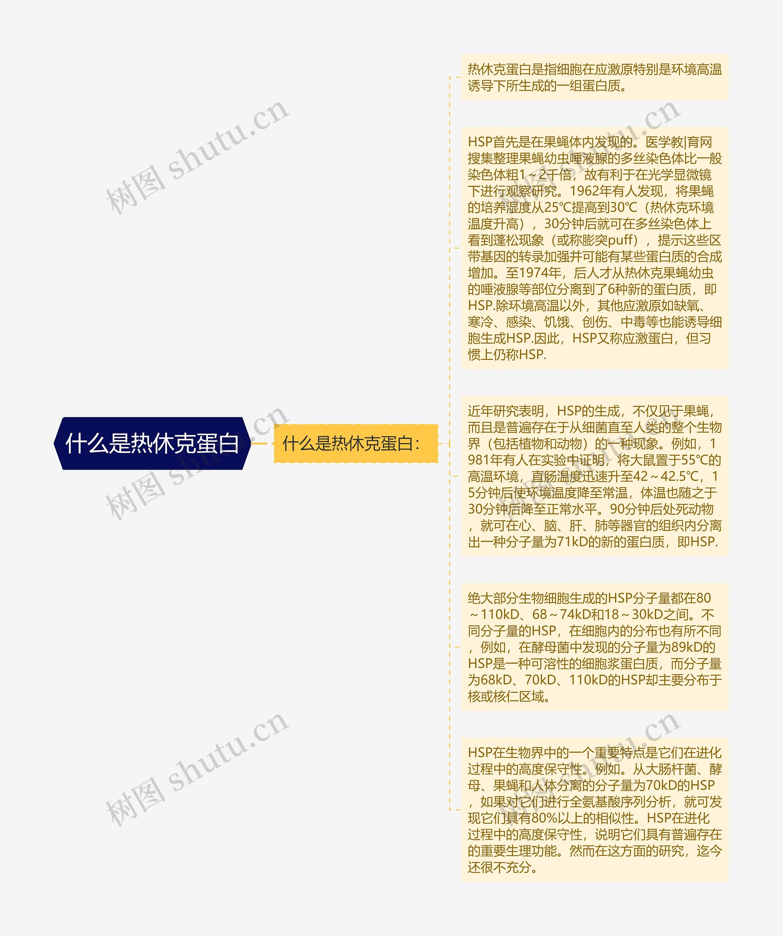 什么是热休克蛋白思维导图