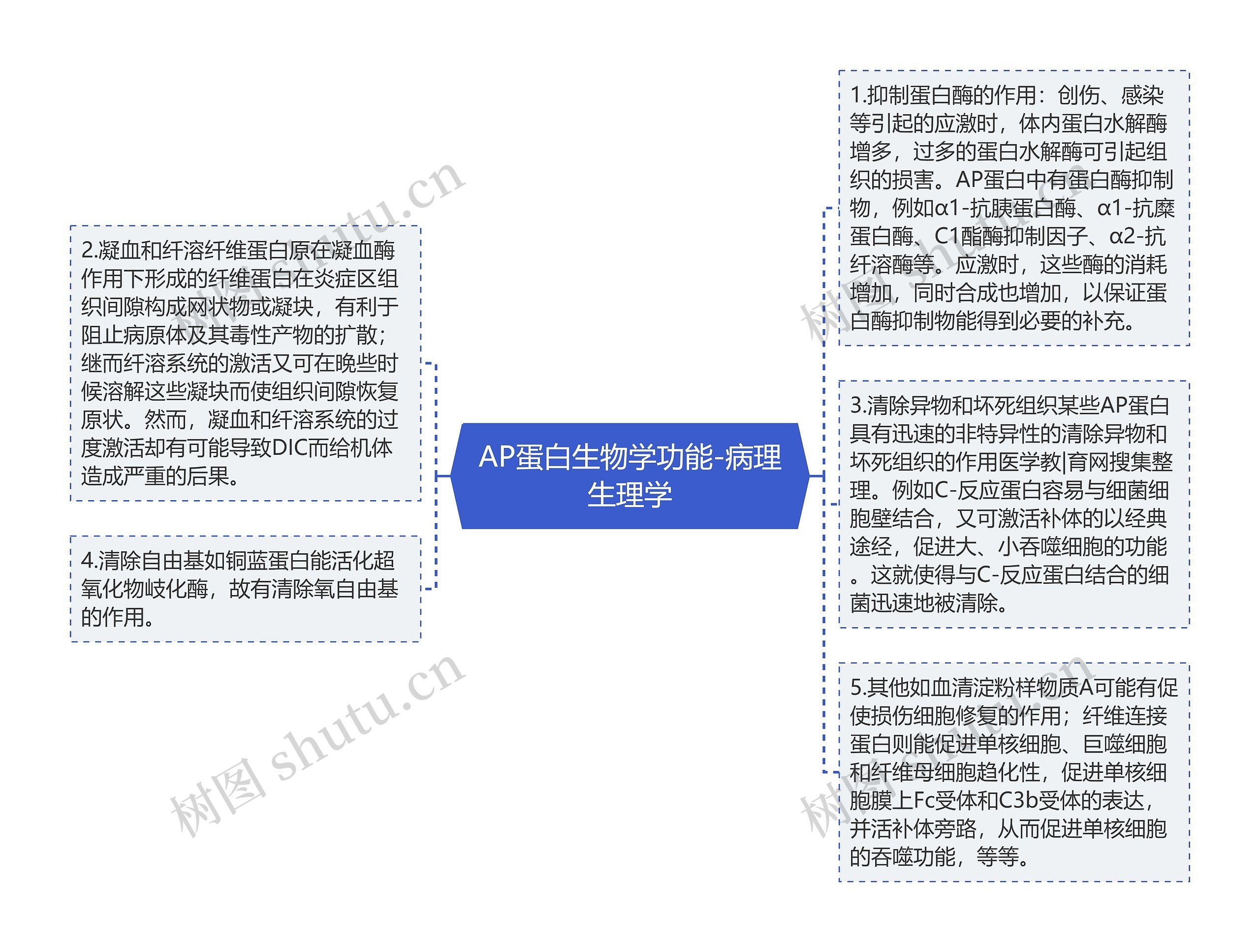 AP蛋白生物学功能-病理生理学