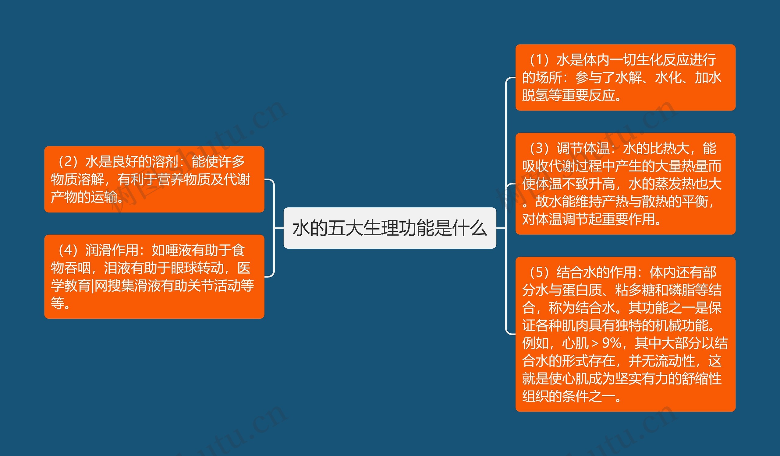 水的五大生理功能是什么 水的五大生理功能是什么