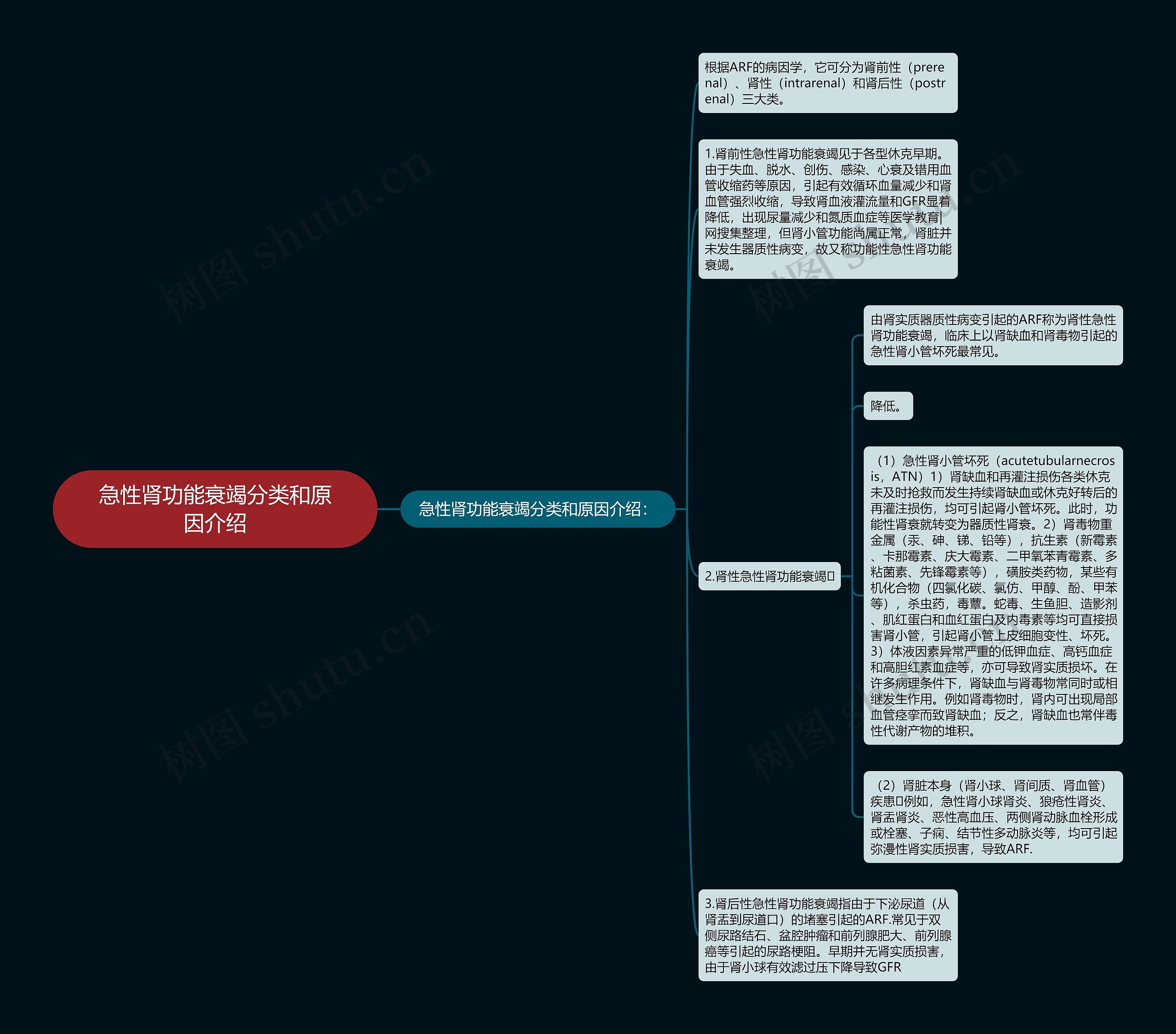 肾单位的组成思维导图图片