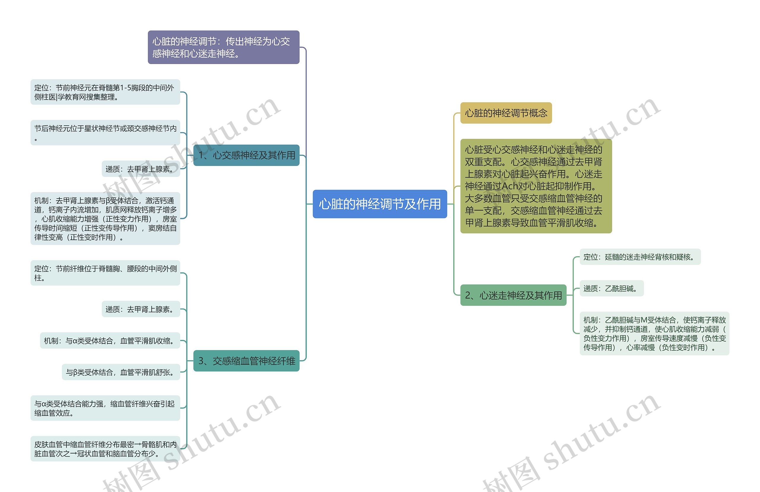 心脏的神经调节及作用 心脏的神经调节及作用
