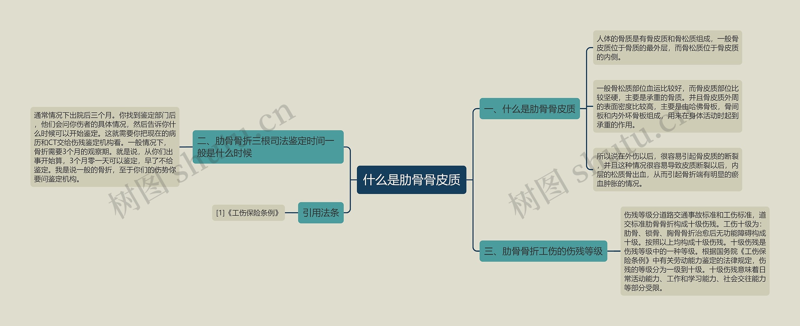 什么是肋骨骨皮质