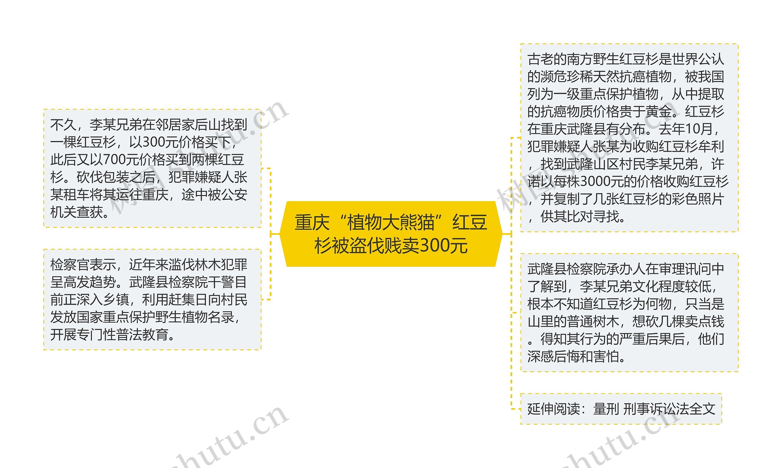 重庆“植物大熊猫”红豆杉被盗伐贱卖300元思维导图