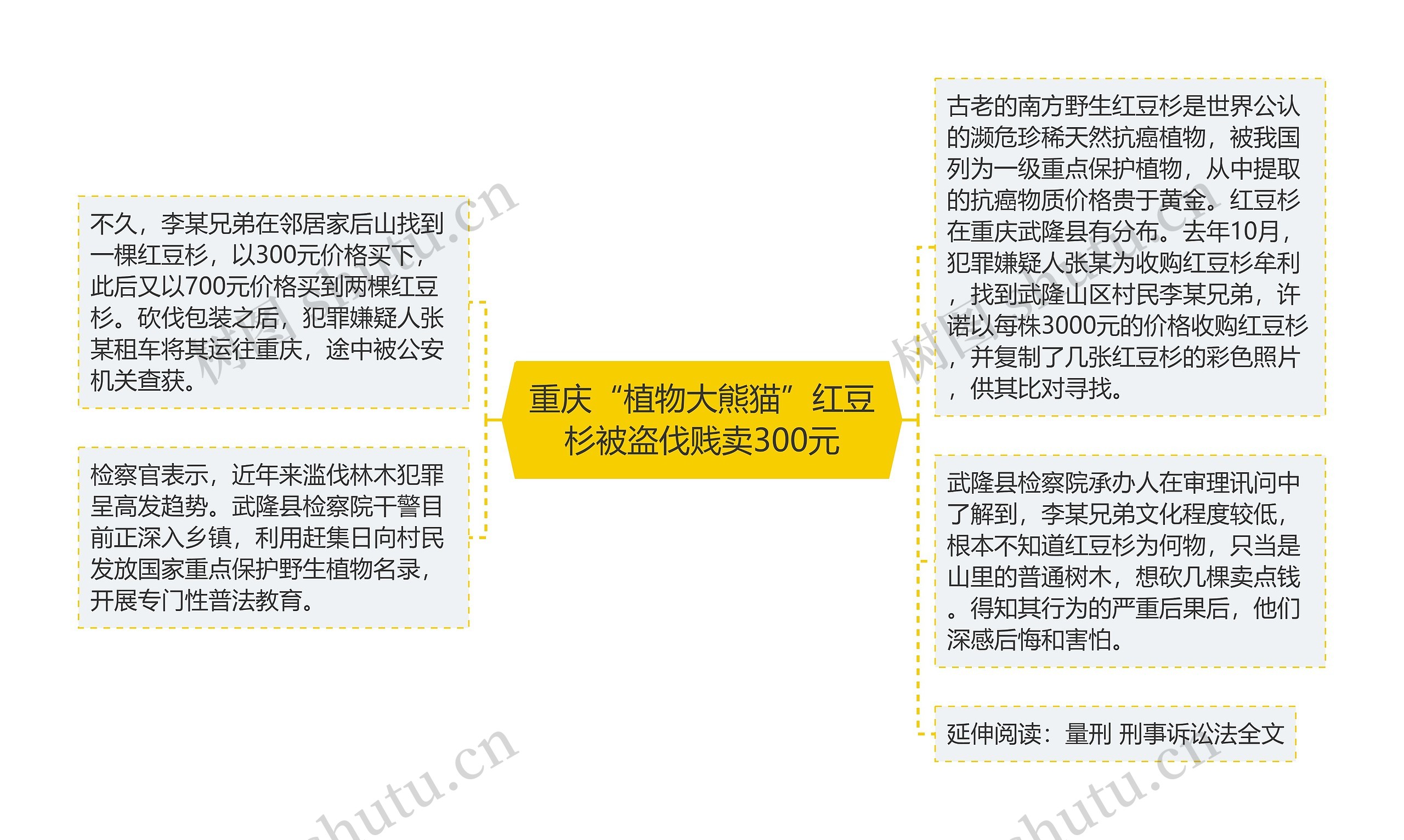 重庆“植物大熊猫”红豆杉被盗伐贱卖300元