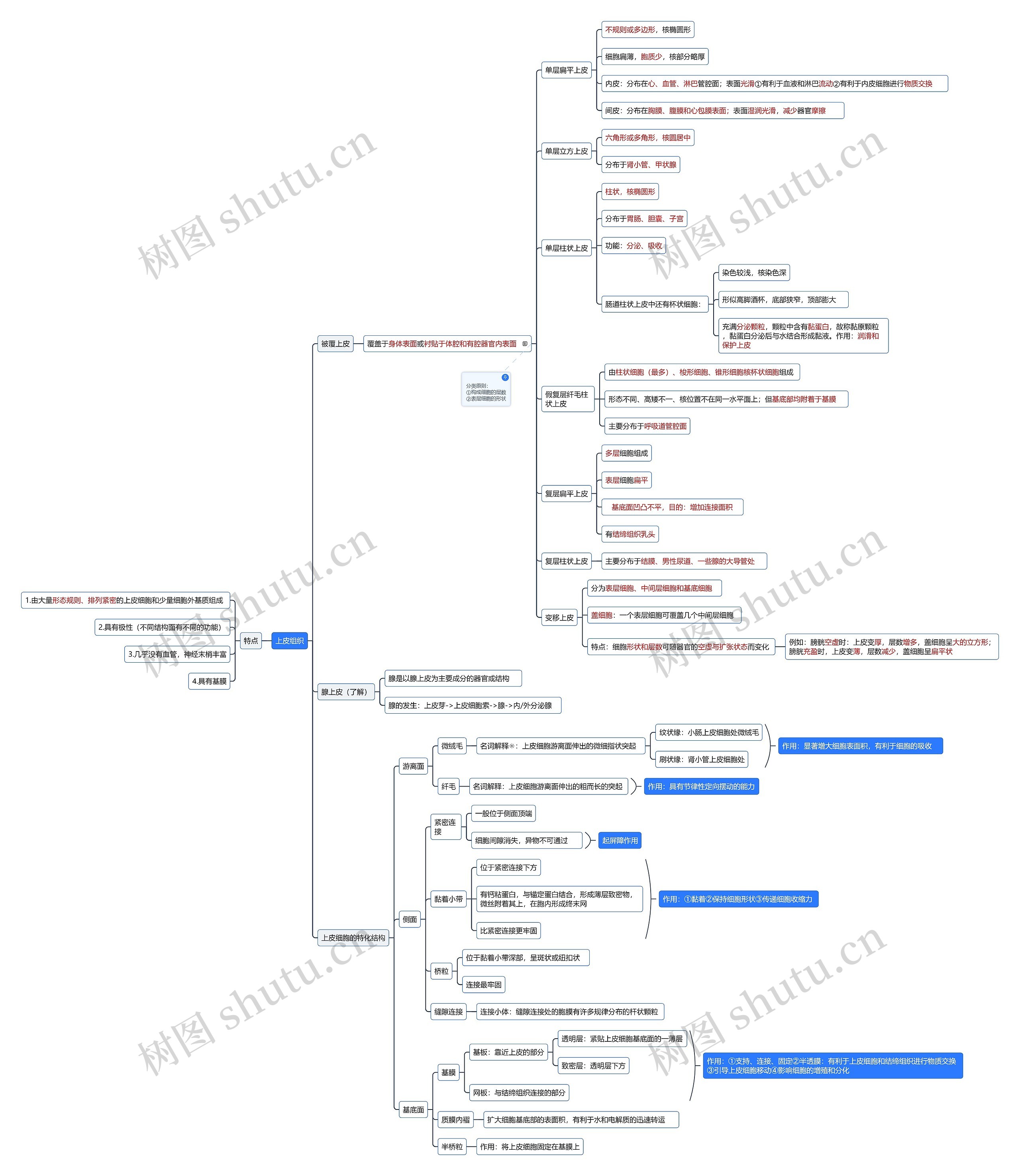 ﻿上皮组织思维导图