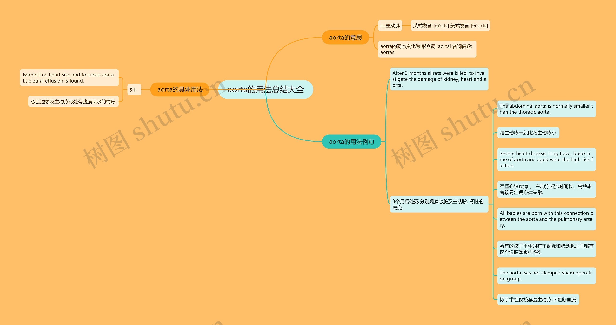 aorta的用法总结大全思维导图