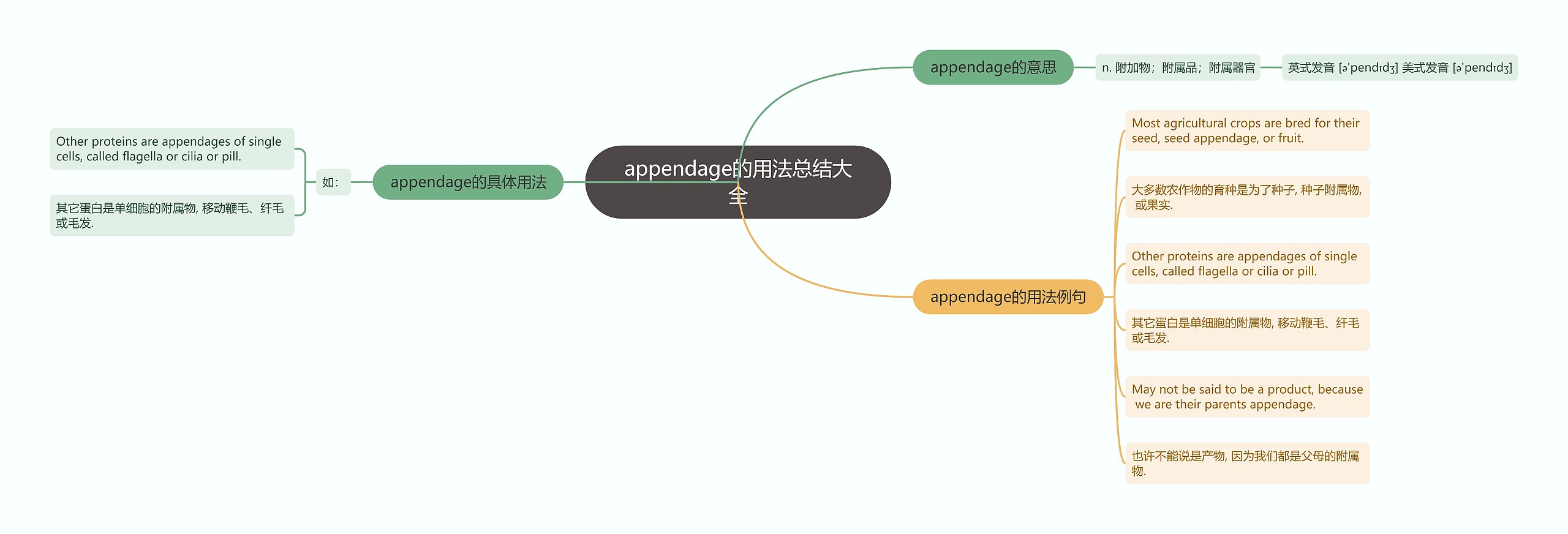 appendage的用法总结大全思维导图