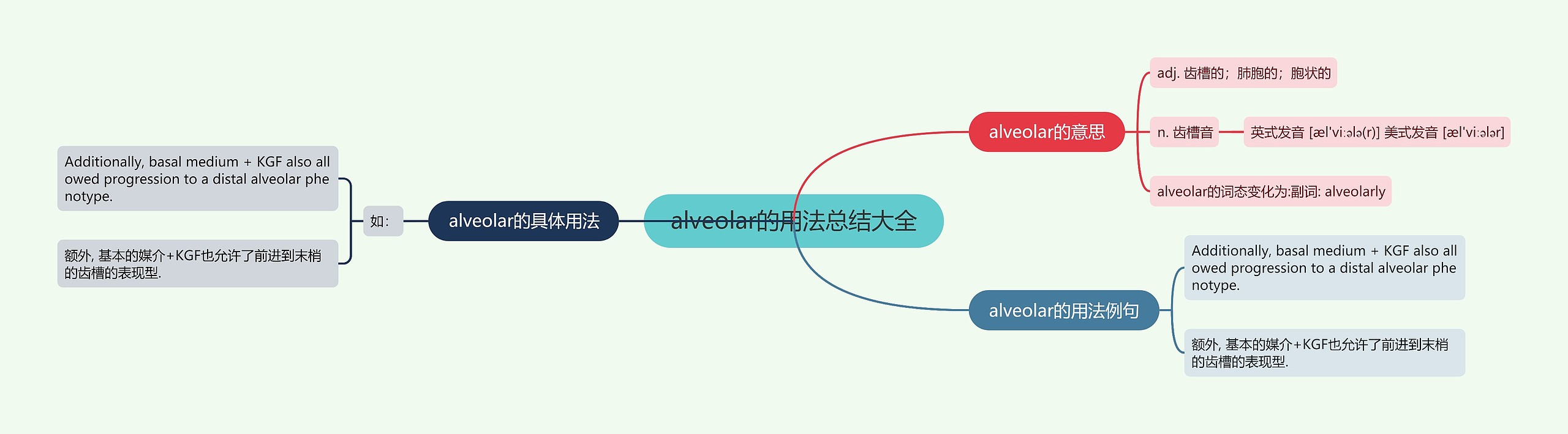 alveolar的用法总结大全思维导图