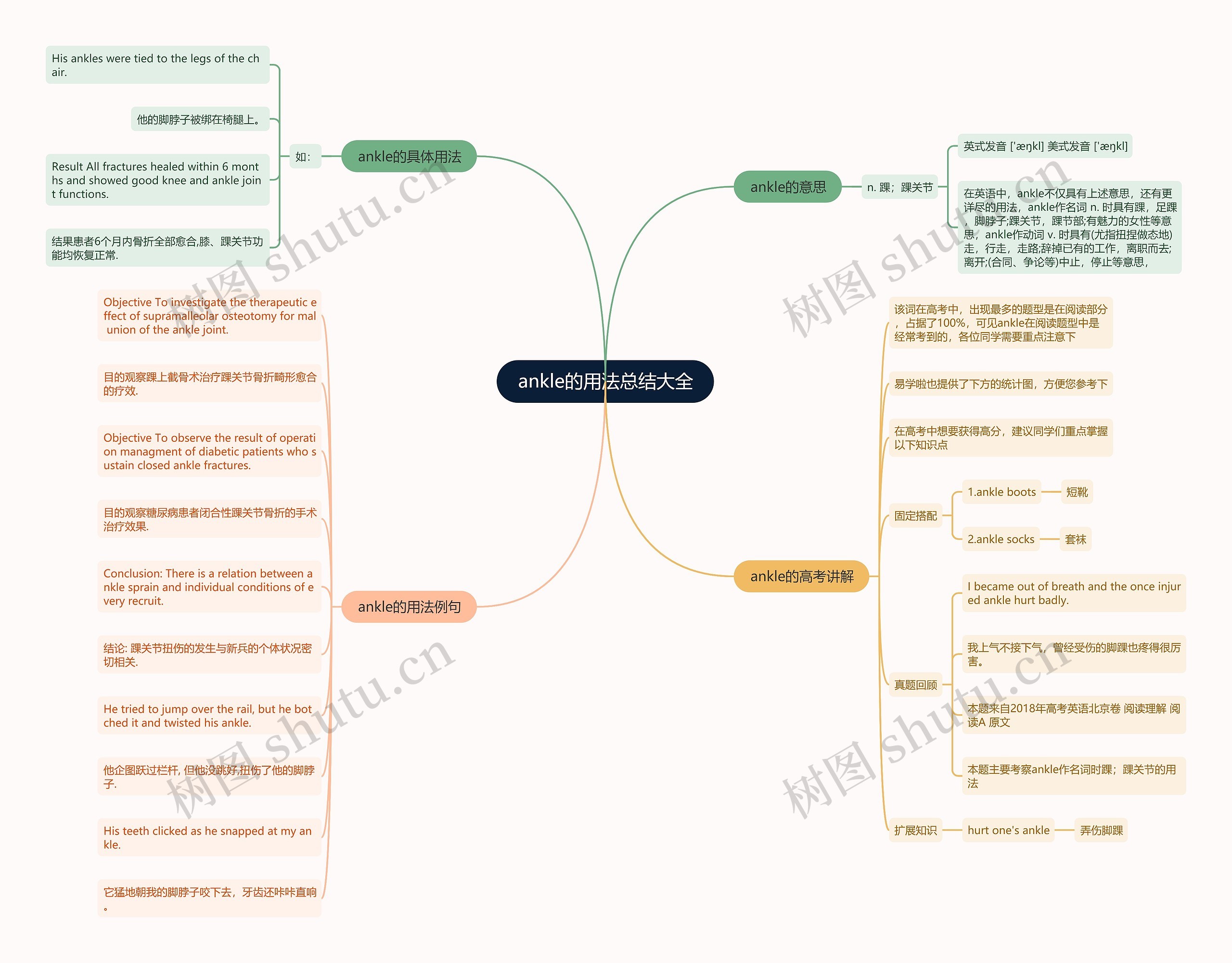 ankle的用法总结大全思维导图