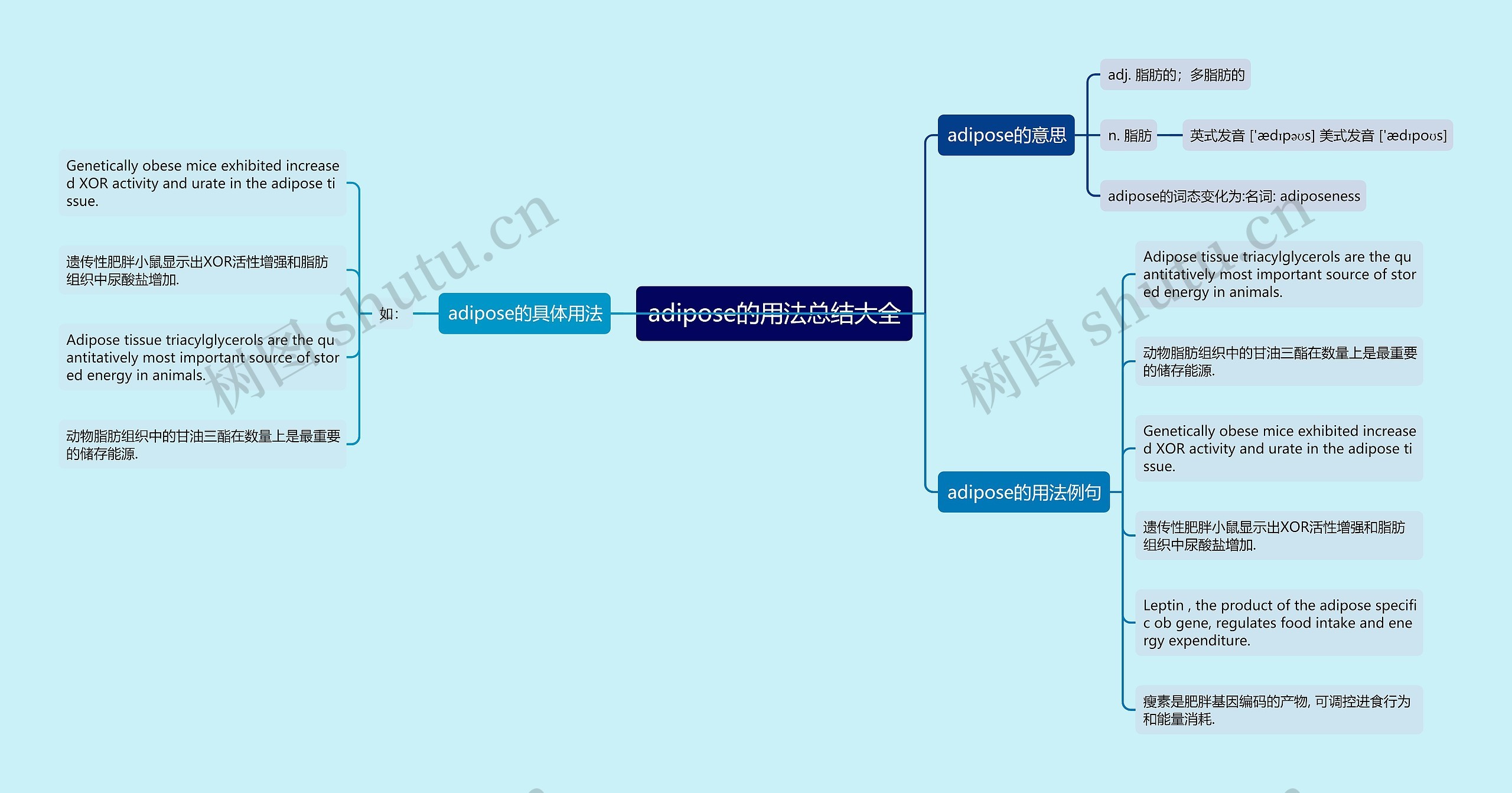 adipose的用法总结大全