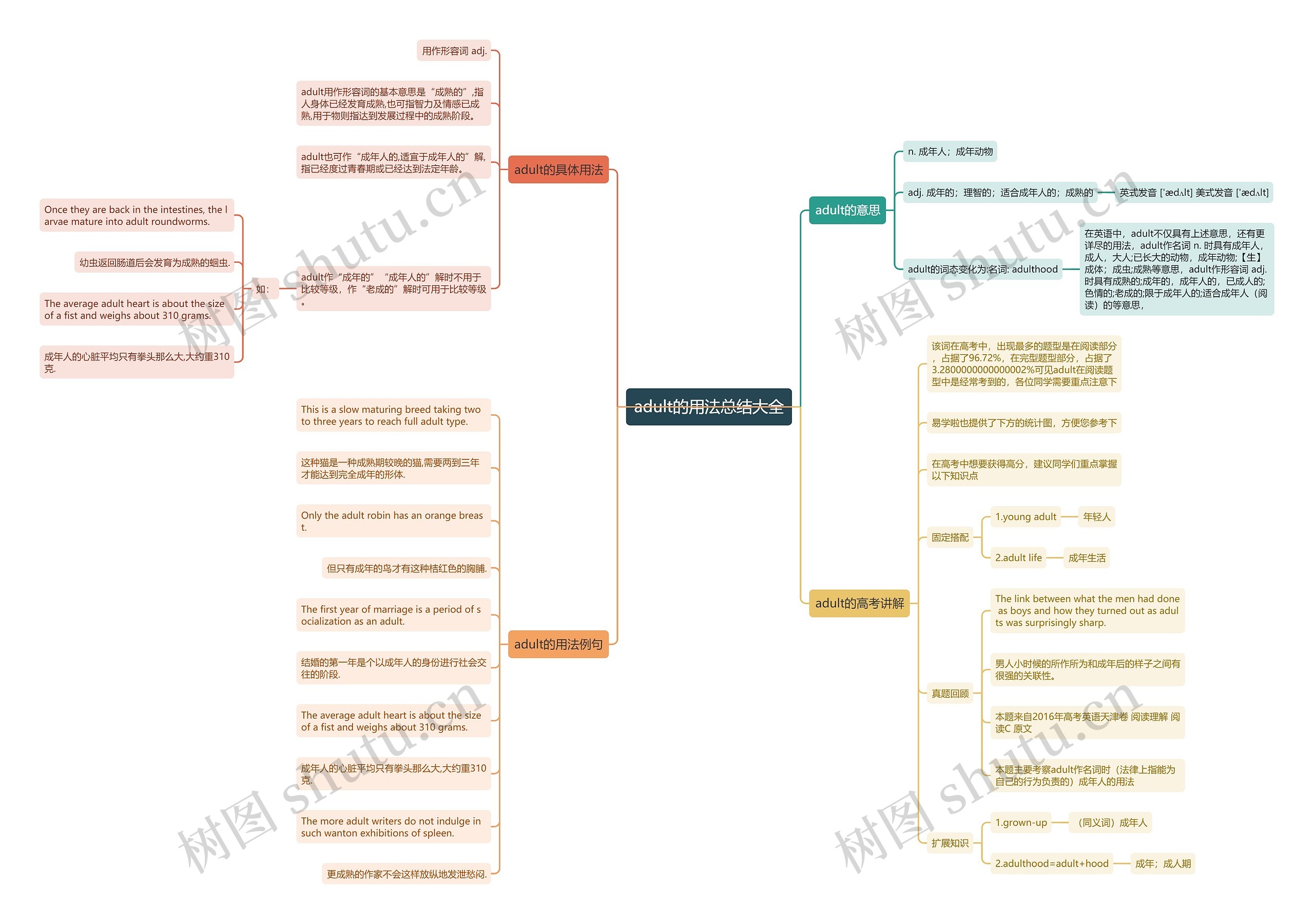 adult的用法总结大全思维导图
