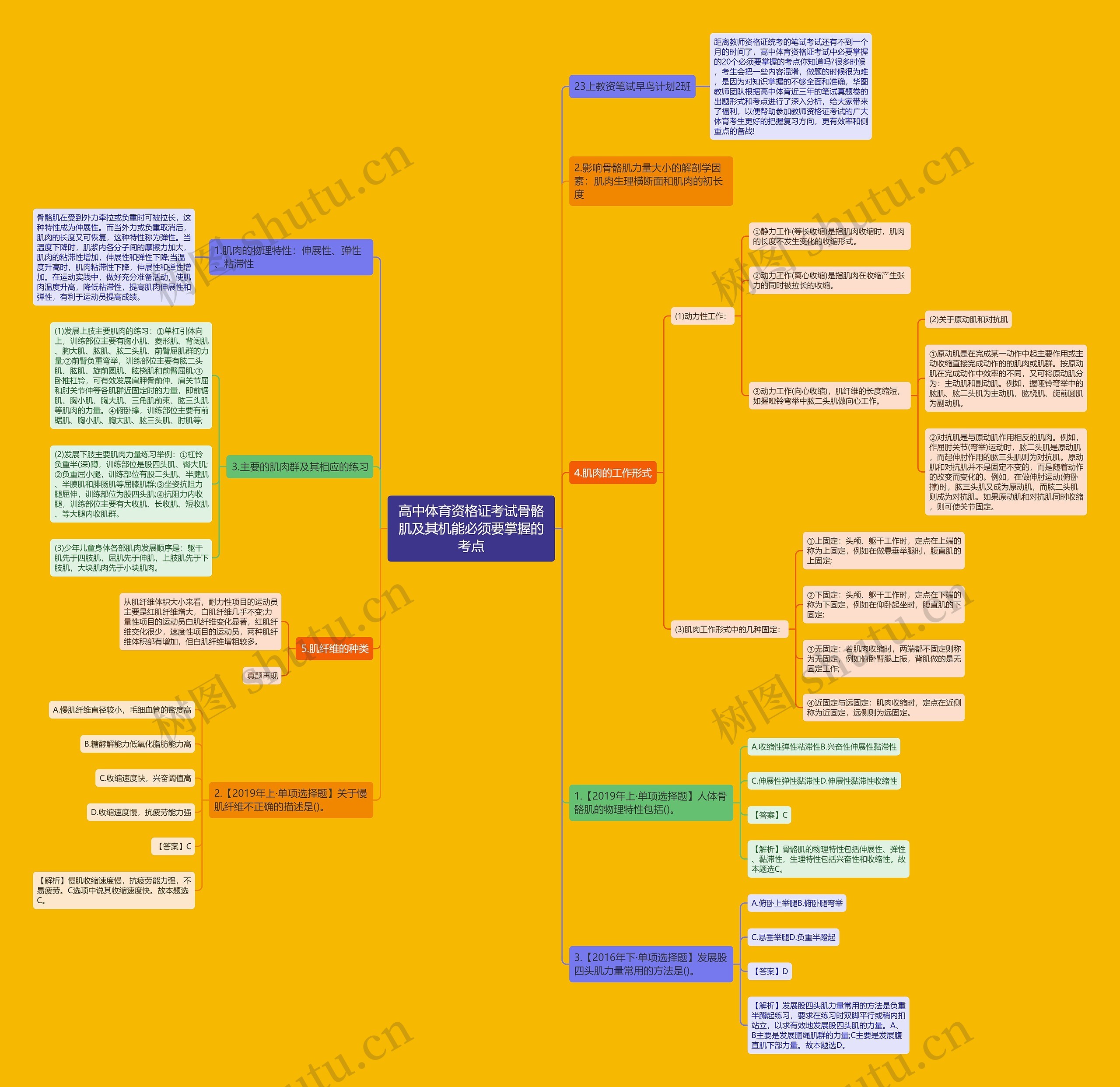 高中体育资格证考试骨骼肌及其机能必须要掌握的考点思维导图