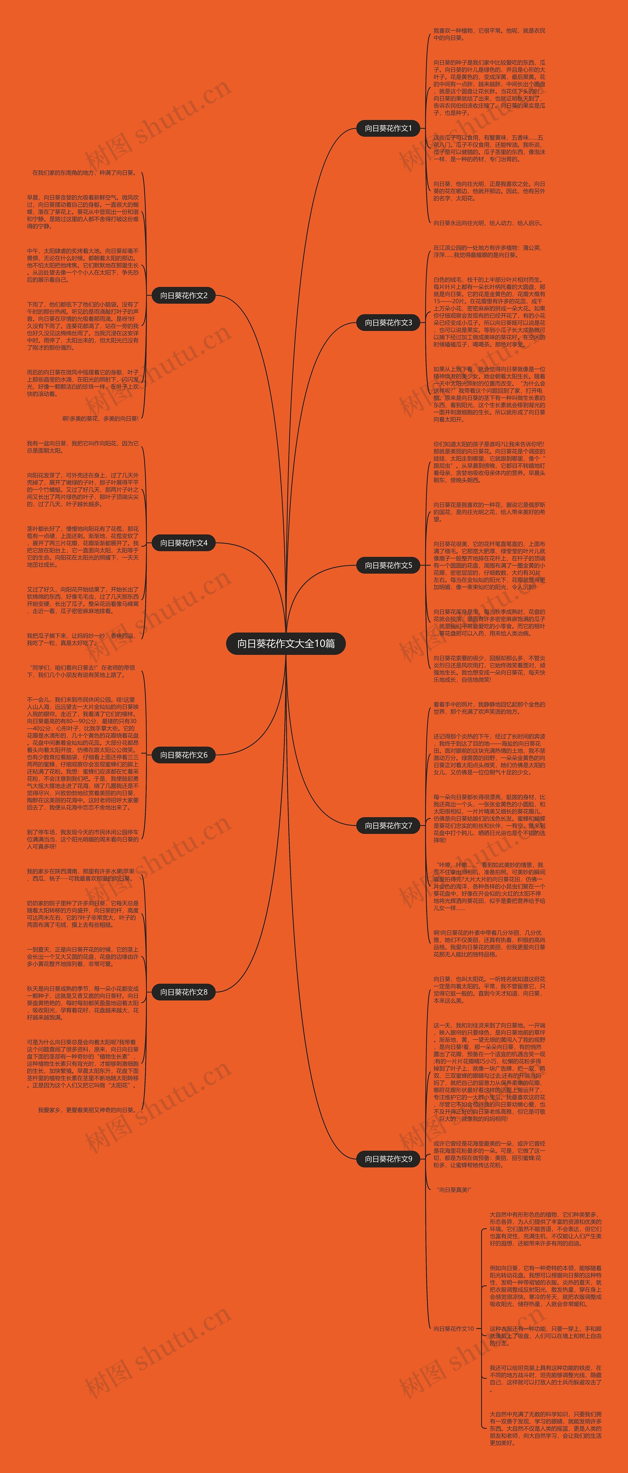 向日葵花作文大全10篇思维导图