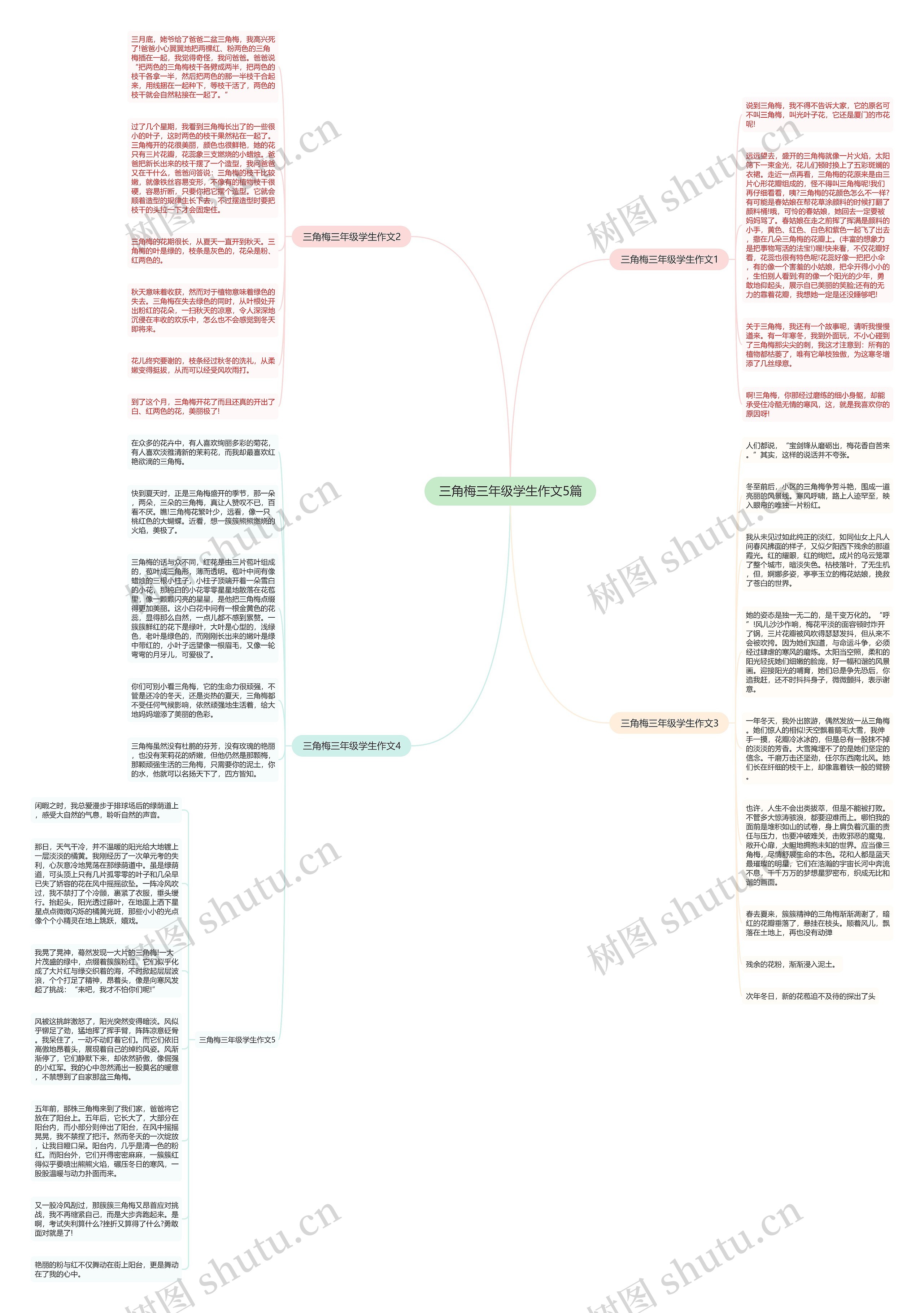 三角梅三年级学生作文5篇思维导图