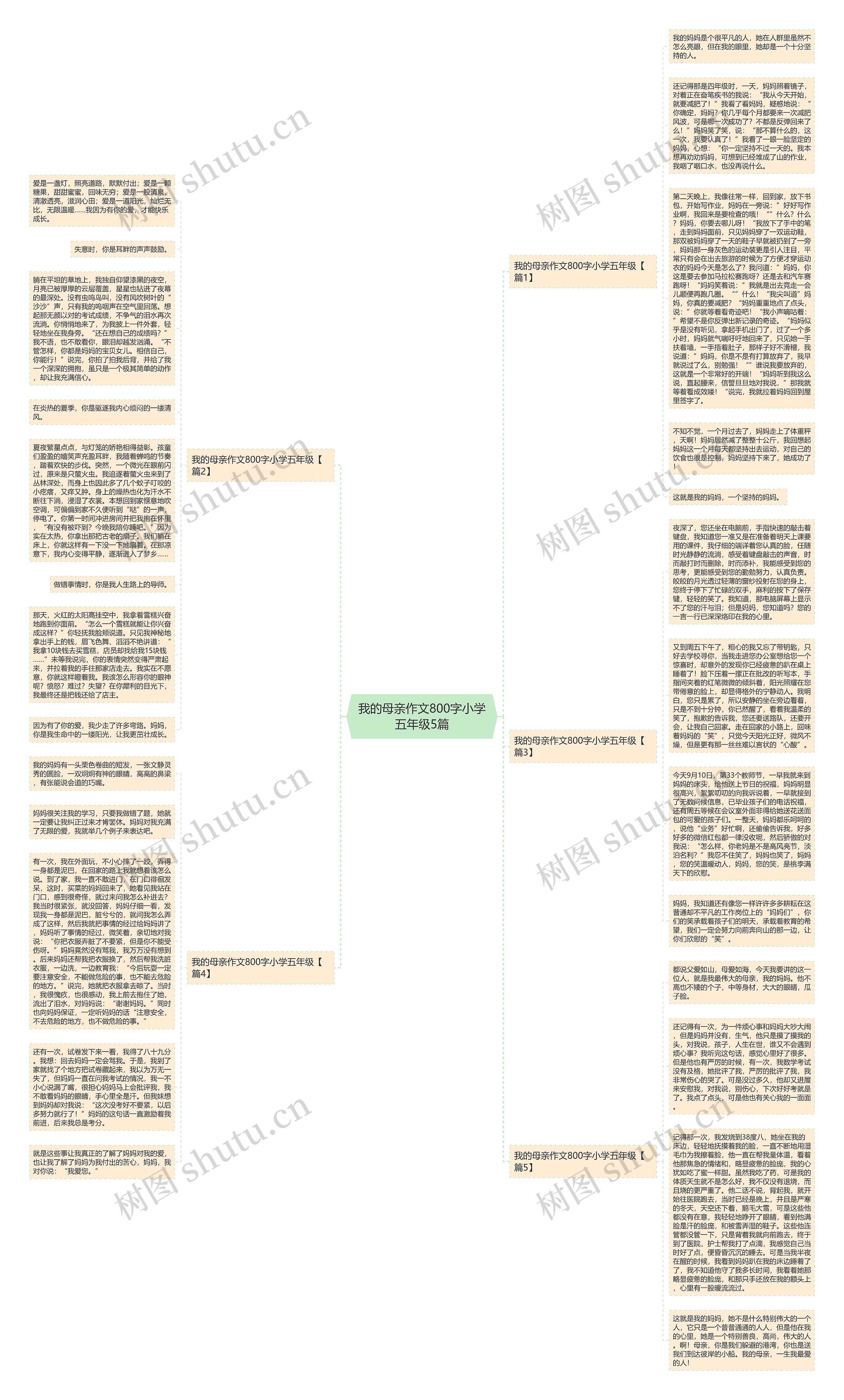我的母亲作文800字小学五年级5篇思维导图