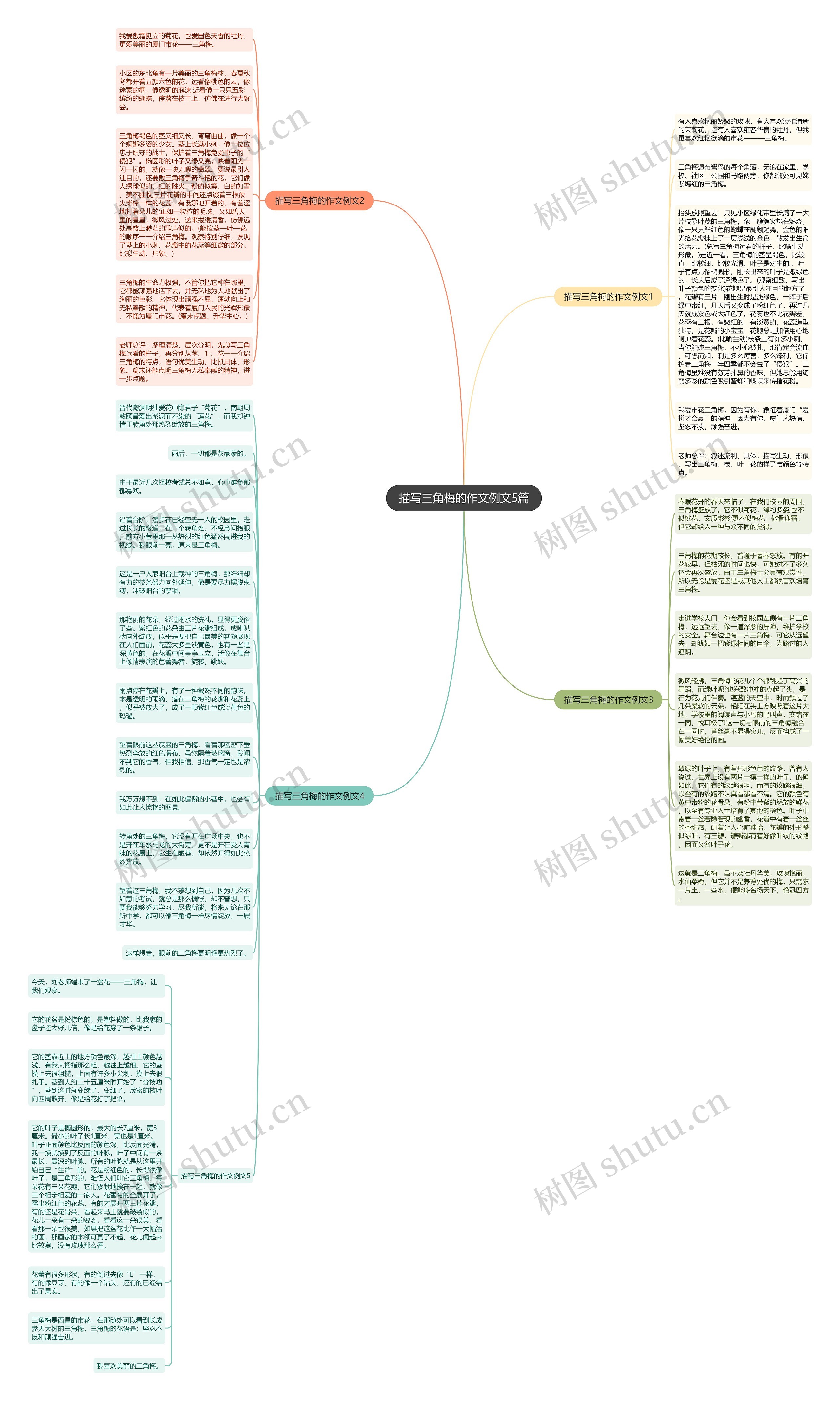 描写三角梅的作文例文5篇思维导图