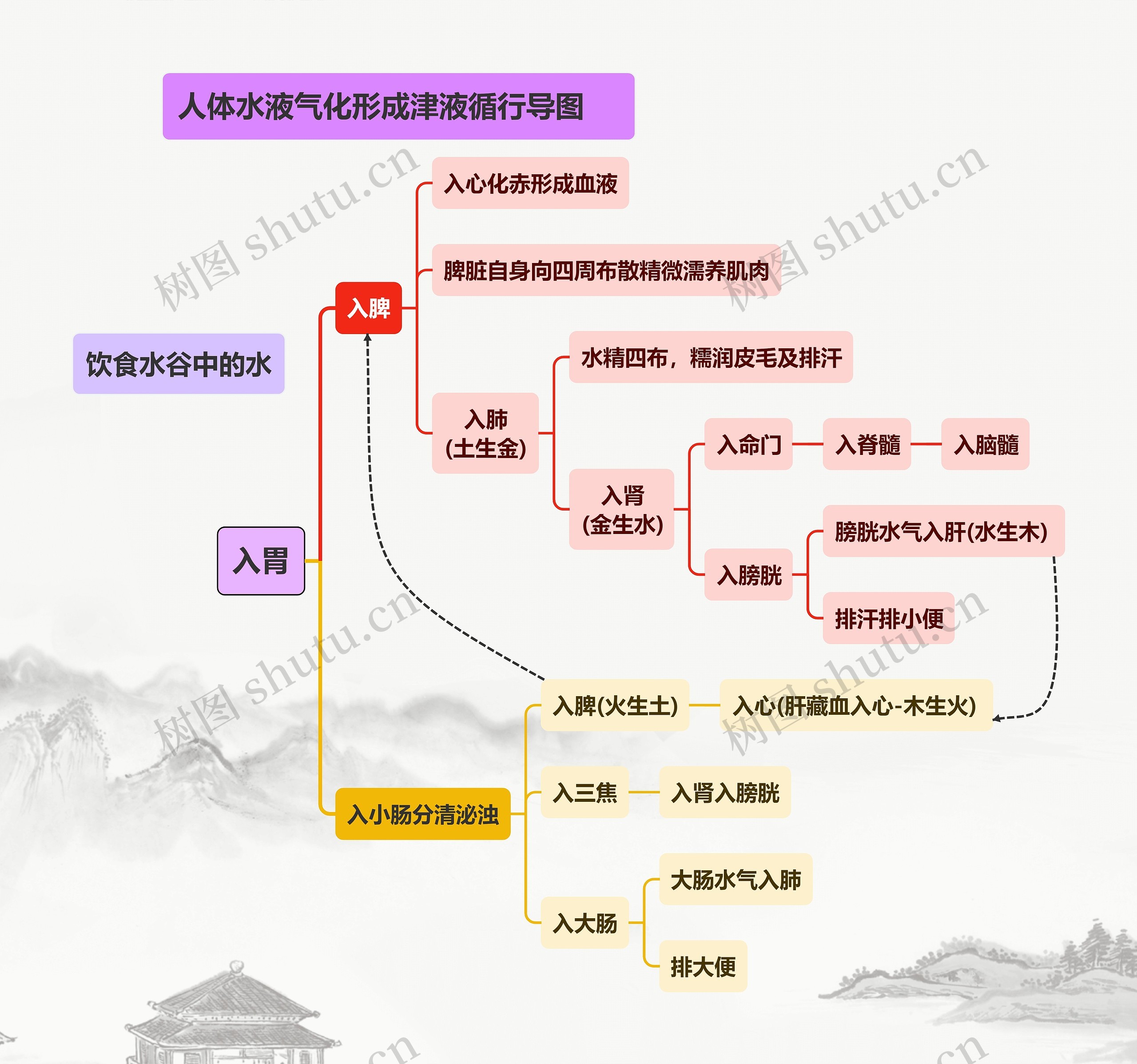 人体水液气化形成津液循行导图思维导图