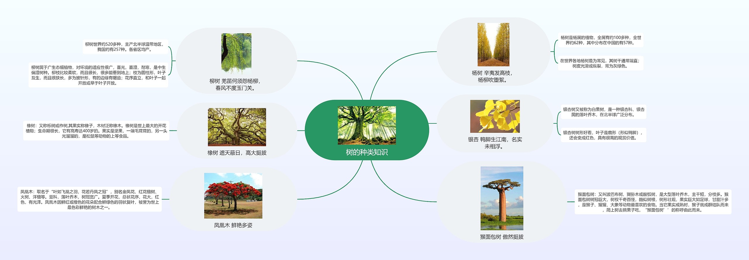 树的种类知识思维导图_编号p9860846-TreeMind树图