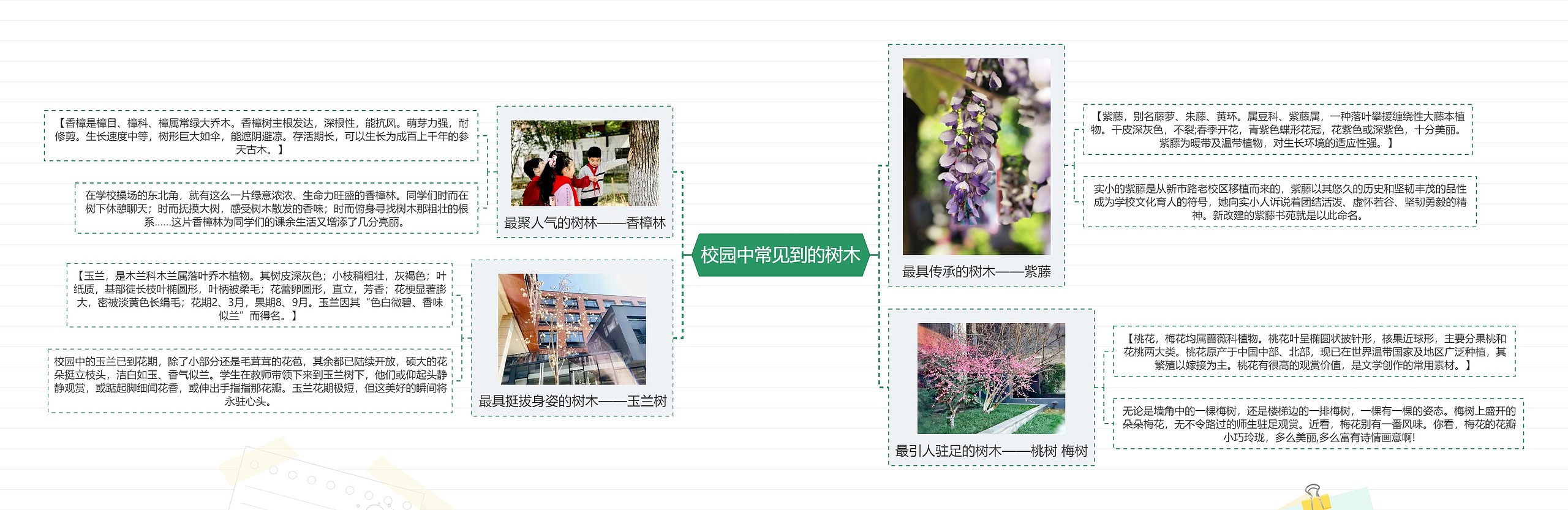 校园中常见到的树木