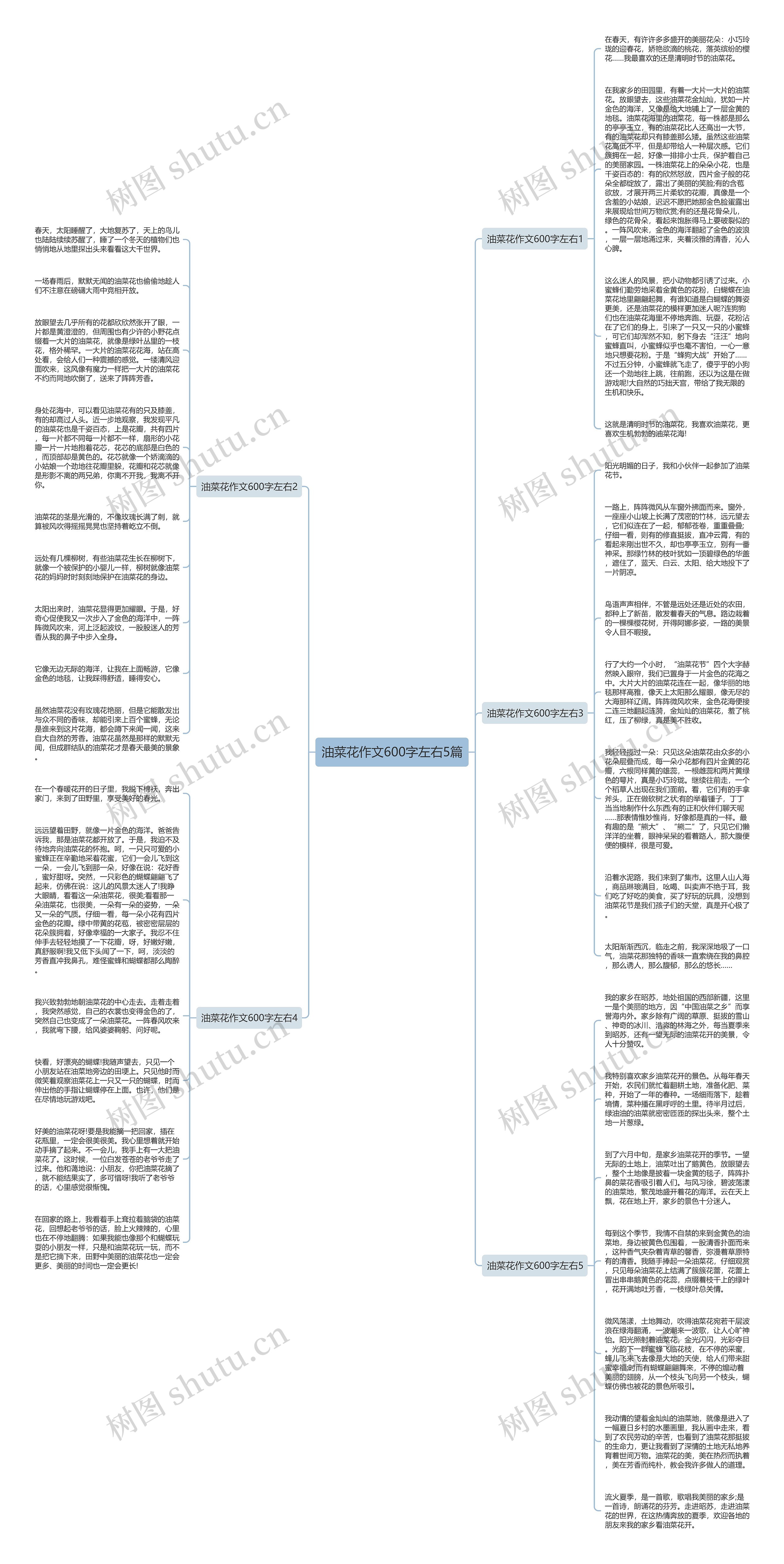 油菜花作文600字左右5篇思维导图