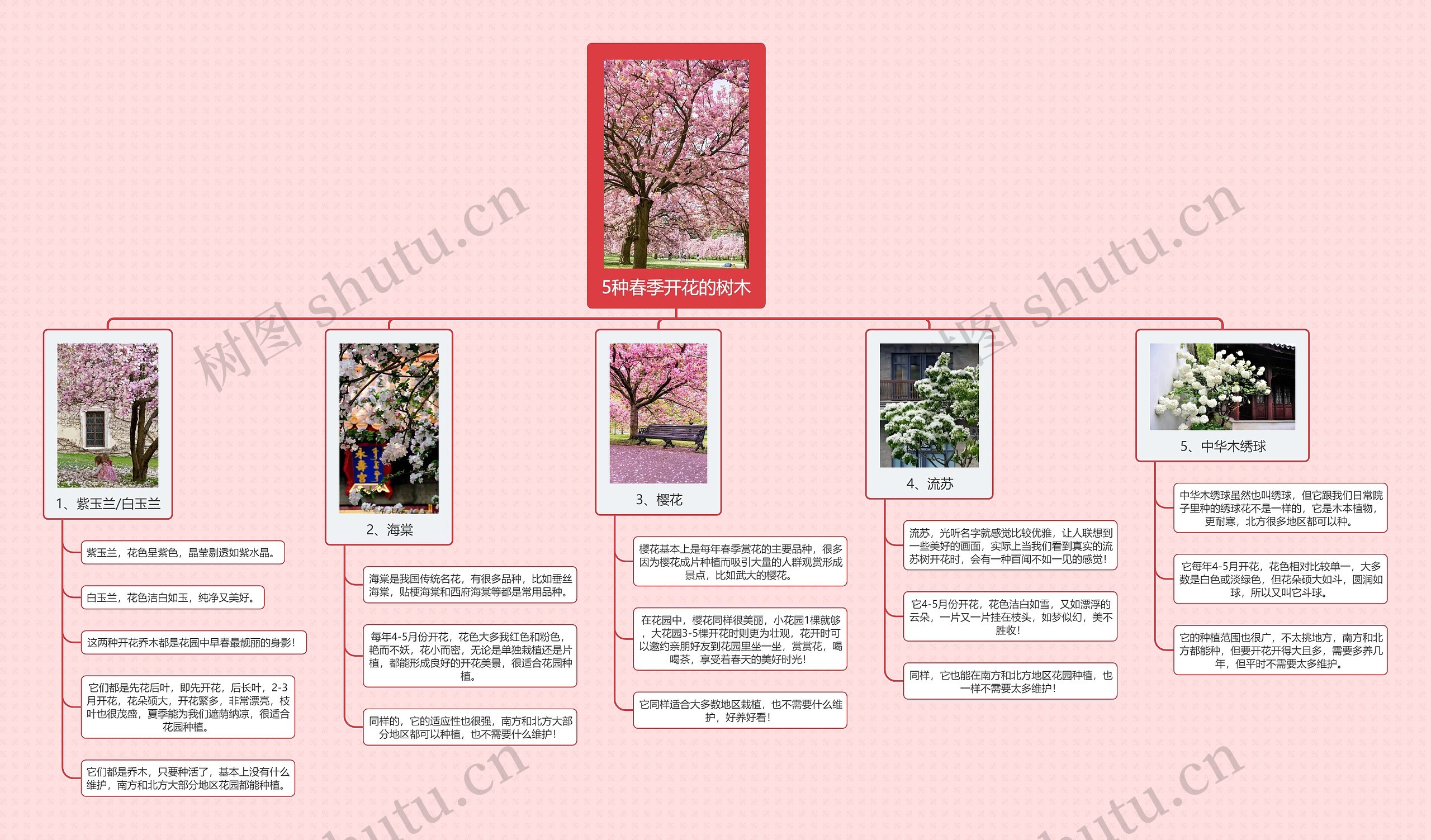 5种春季开花的树木思维导图