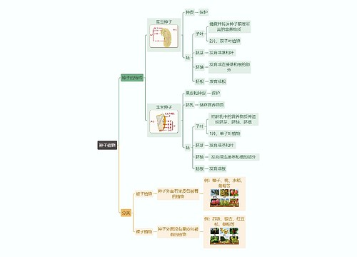 种子植物