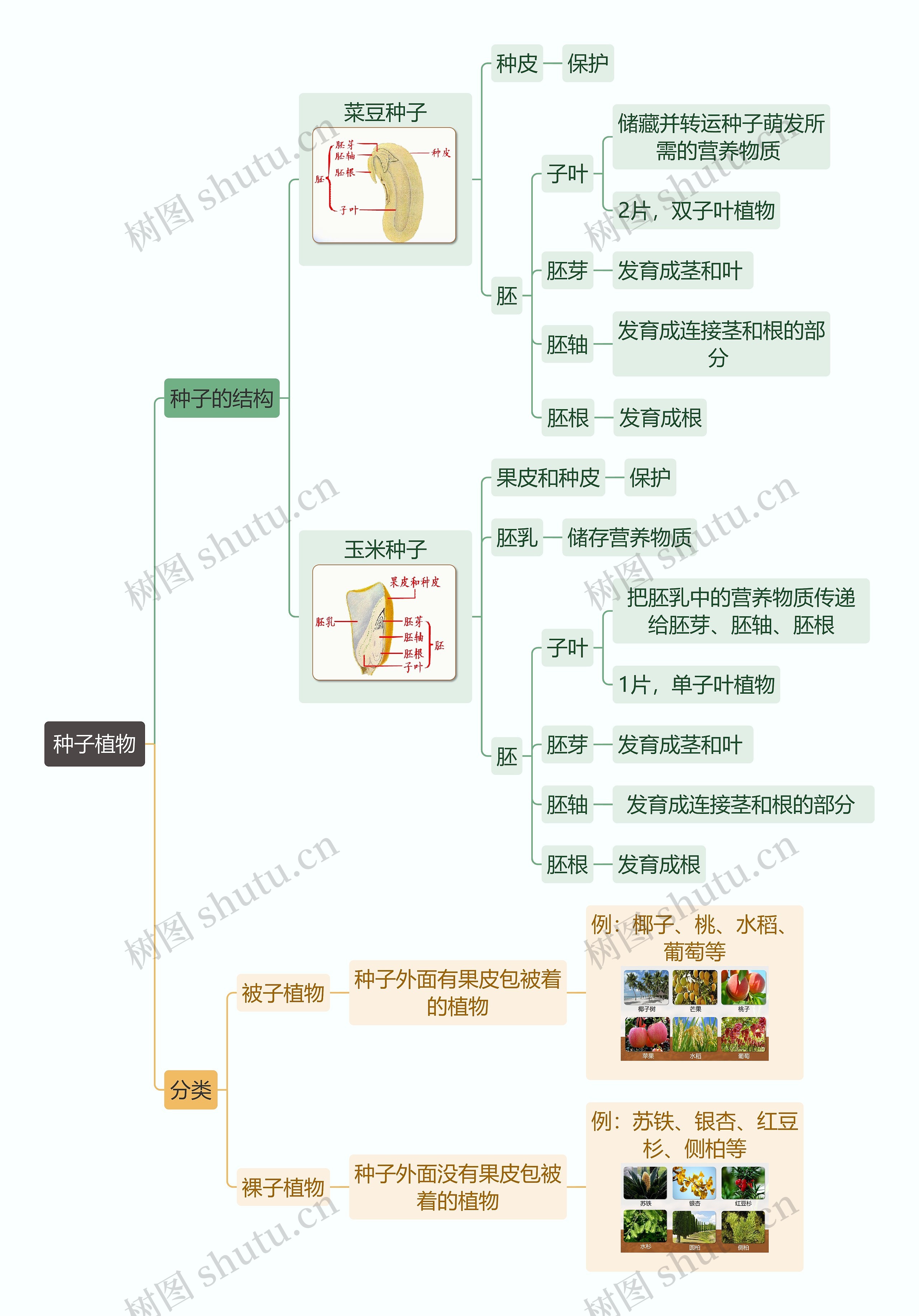 种子植物思维导图高清图 种子植物思维导图