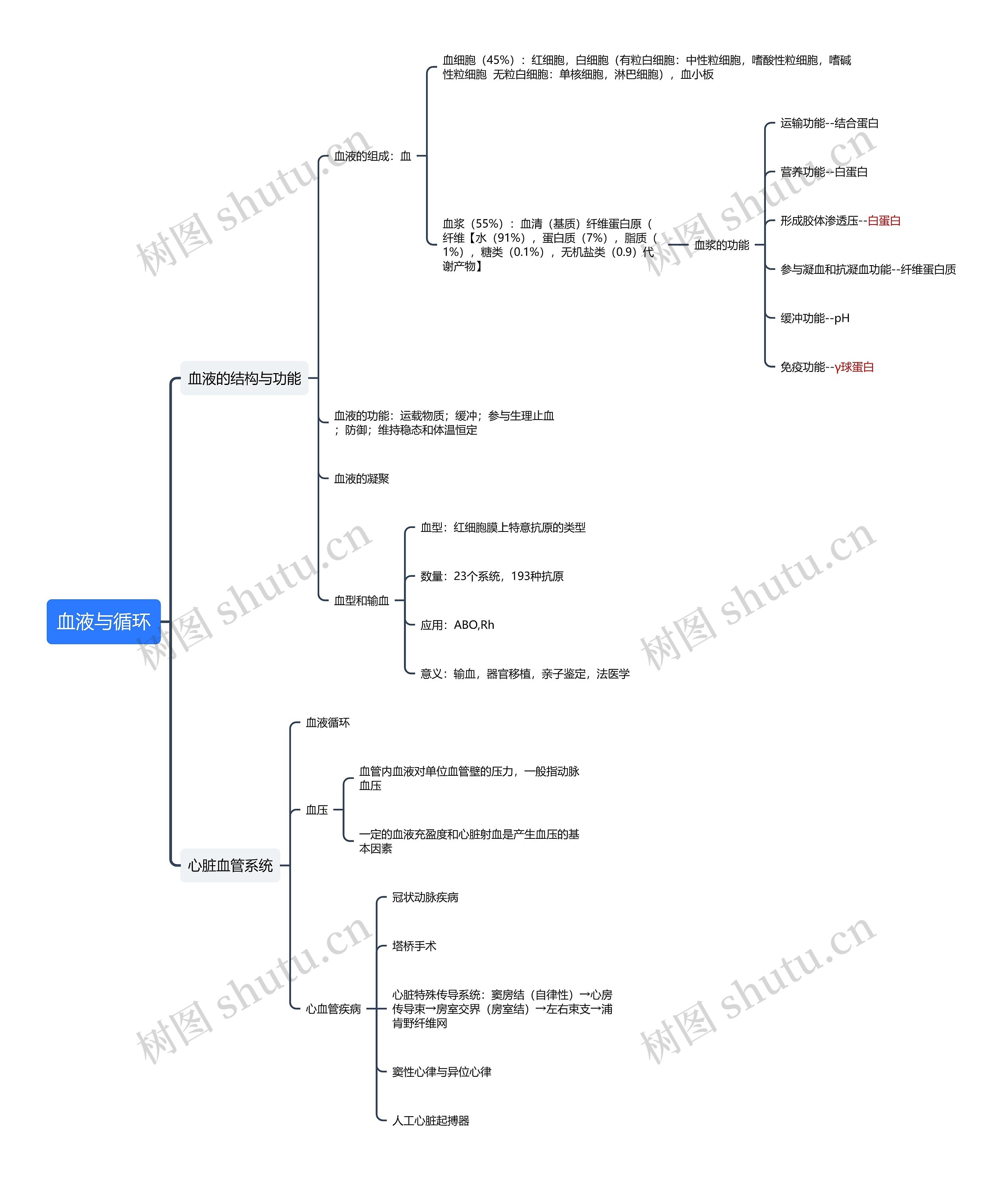 血液与循环思维导图