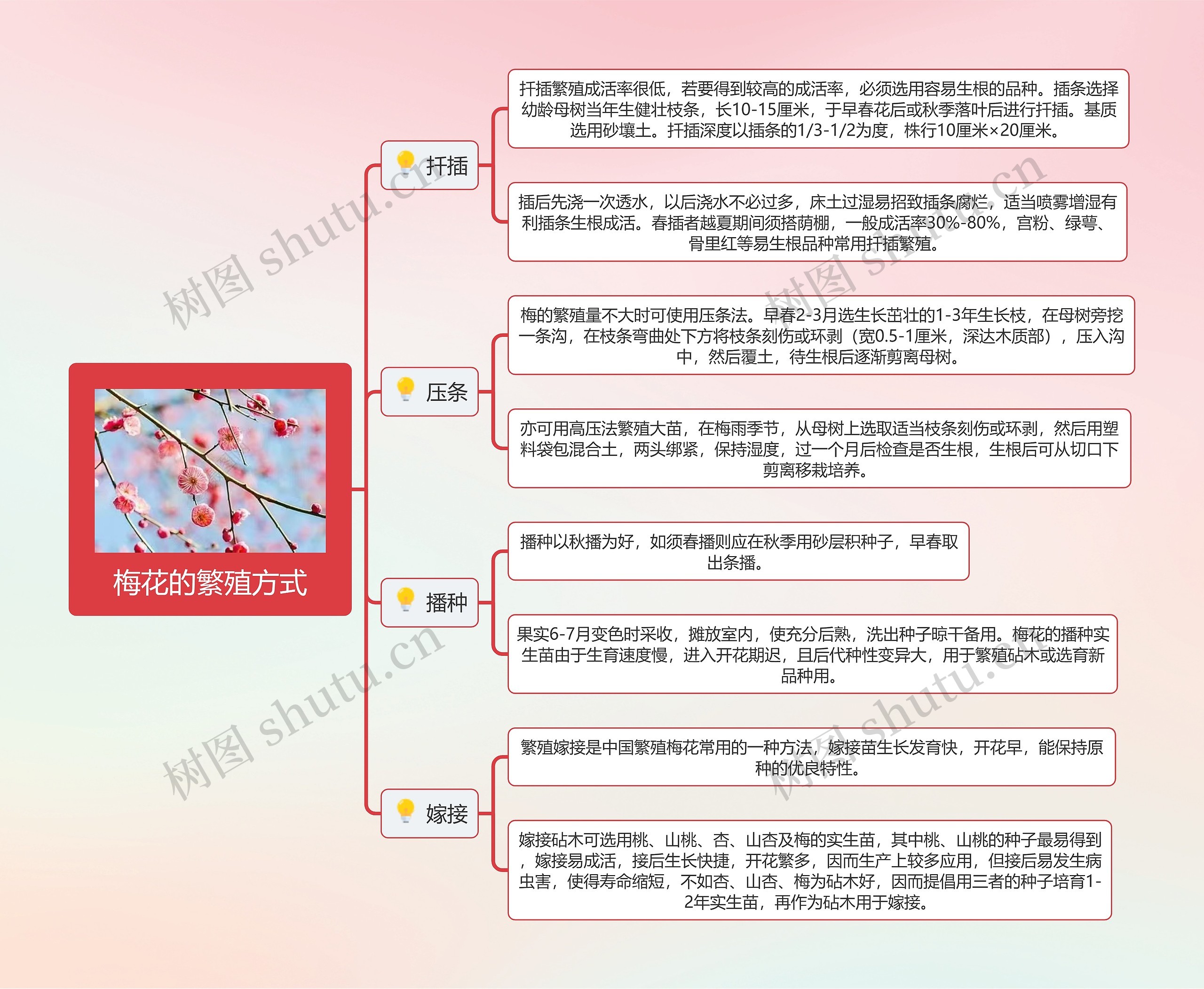 梅花的繁殖方式