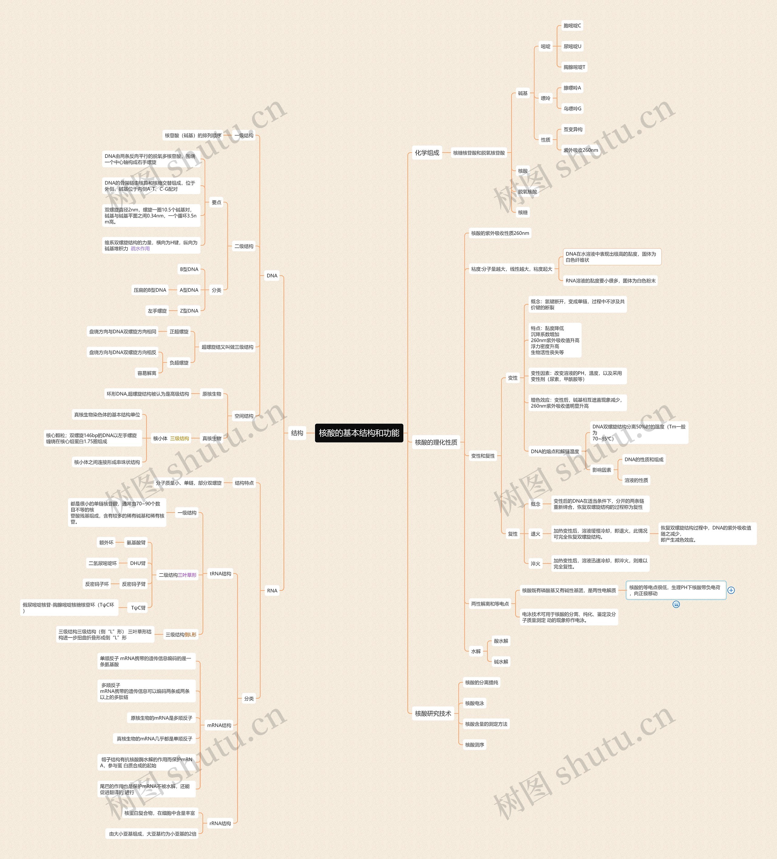 核酸的基本结构和功能思维导图
