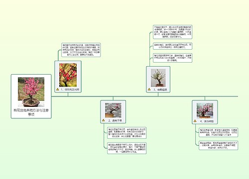 梅花盆栽养殖方法与注意事项