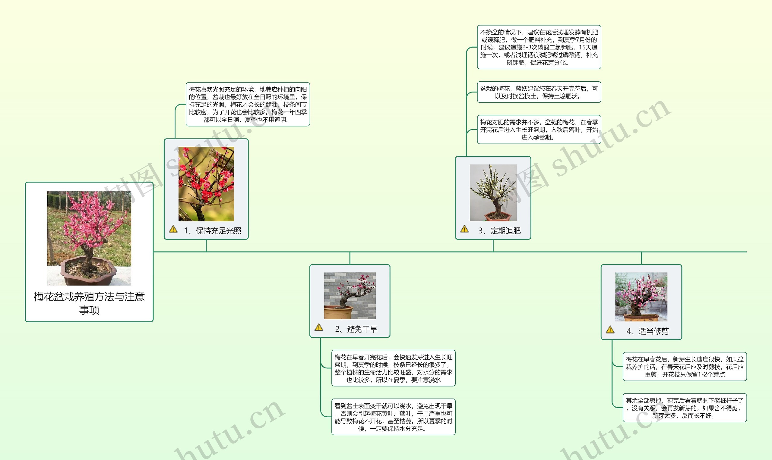 梅花盆栽养殖方法与注意事项思维导图