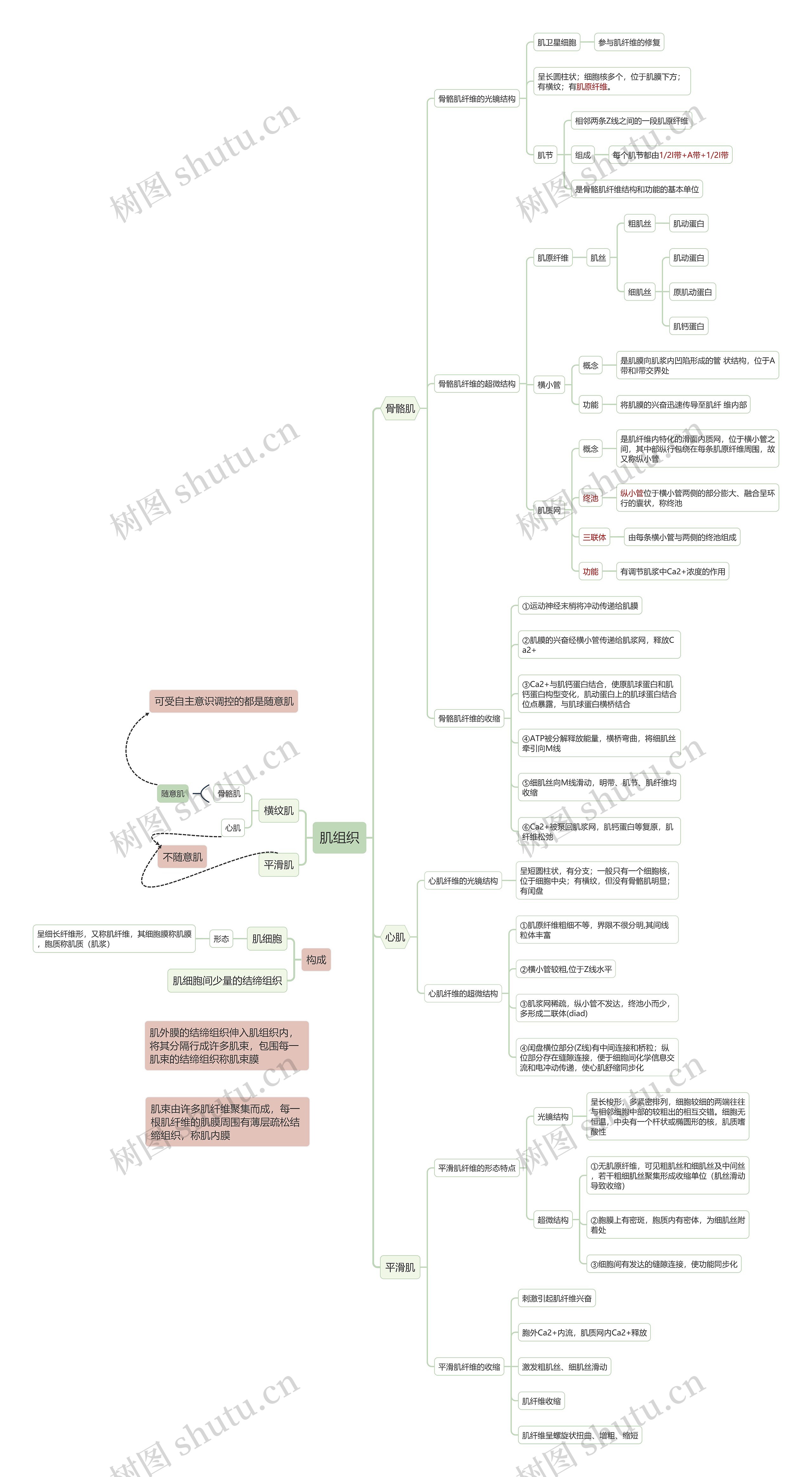 ﻿肌组织思维导图