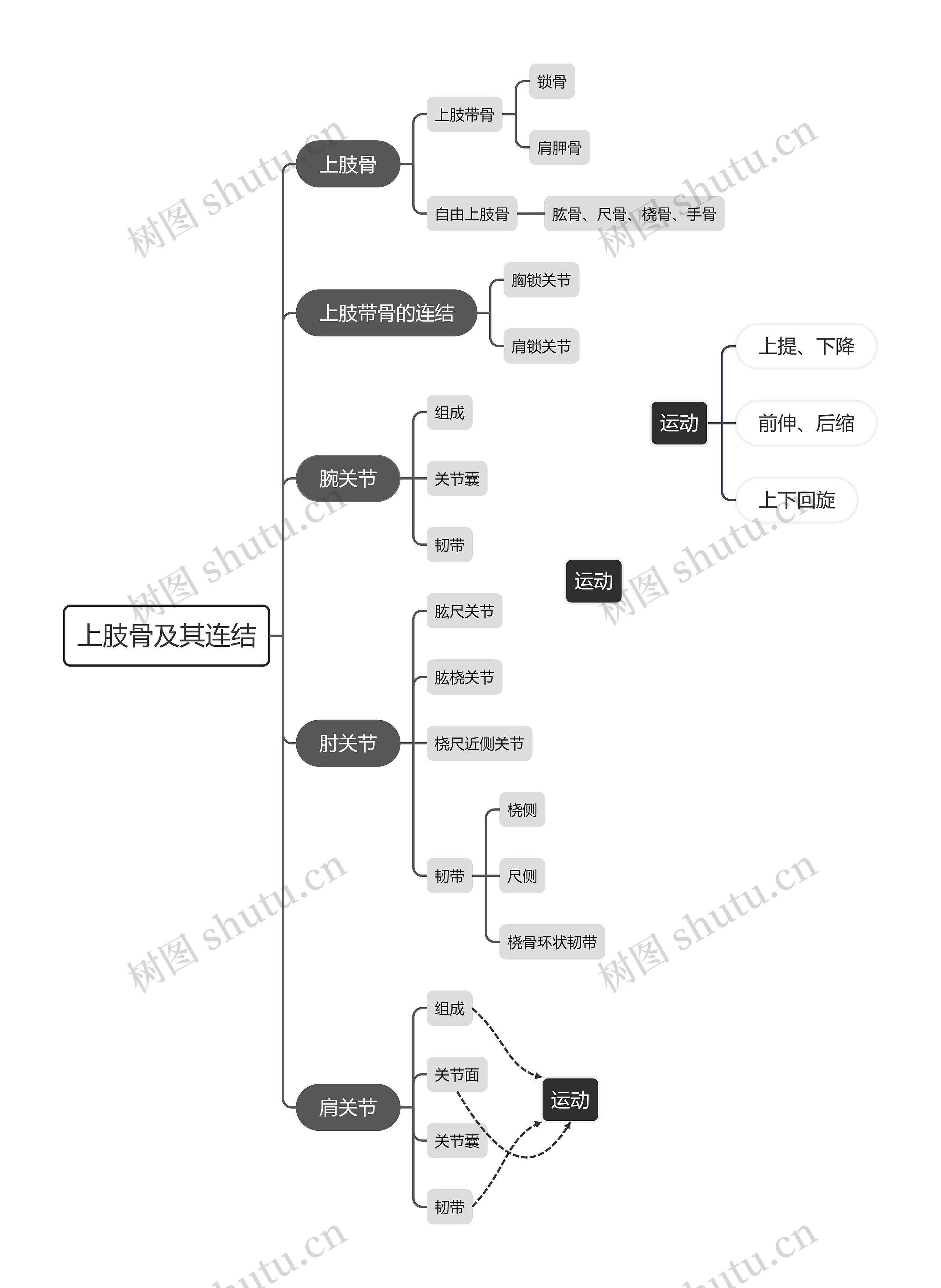 上肢骨及其连结