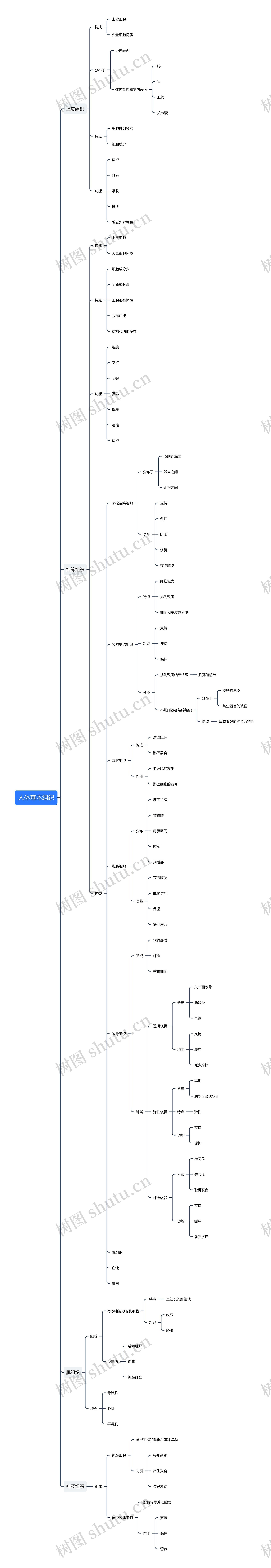 人体基本组织思维导图