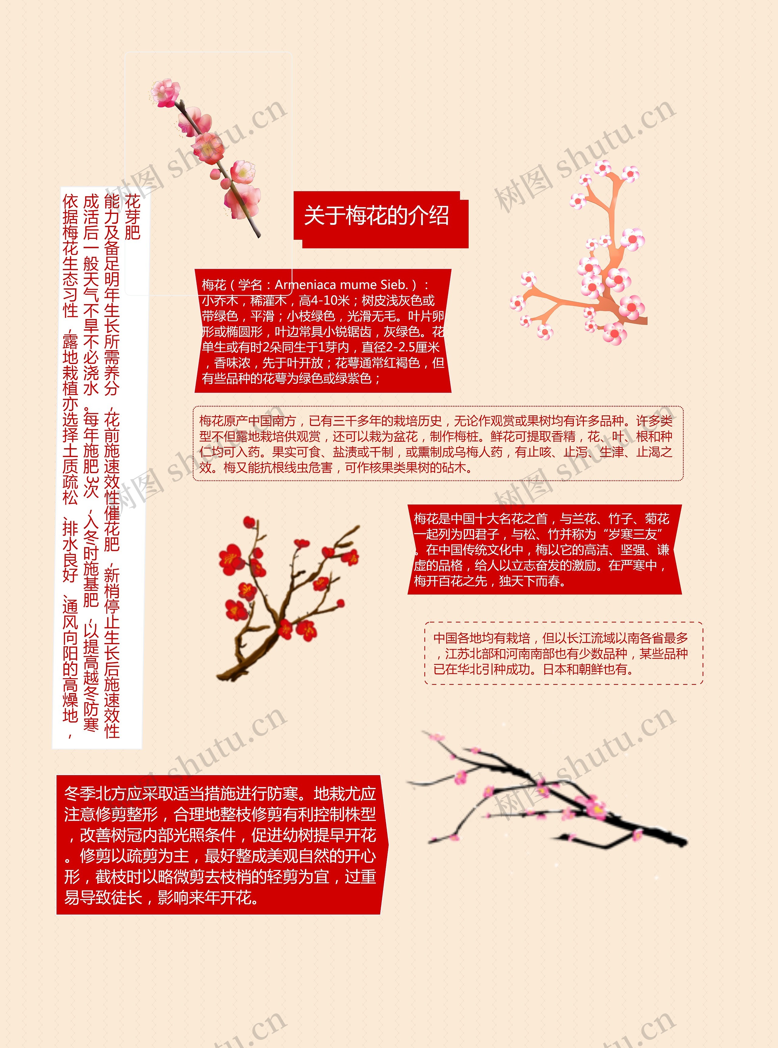 梅花知识手抄报思维导图高清图 梅花知识手抄报思维导图