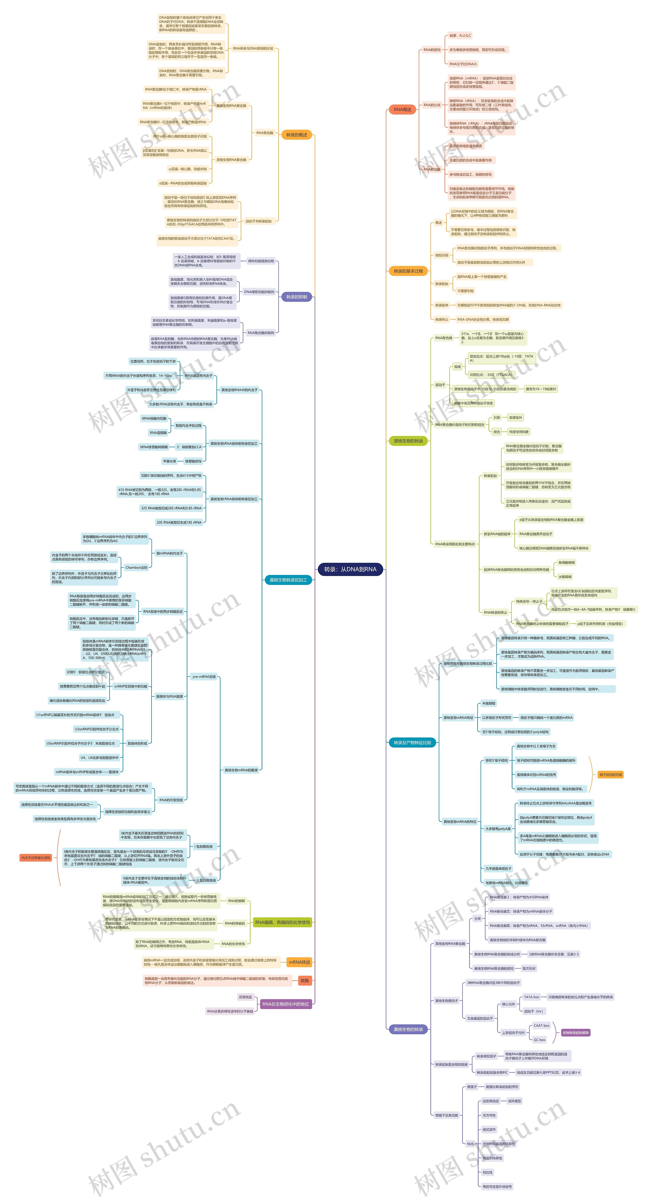 转录：从DNA到RNA思维导图
