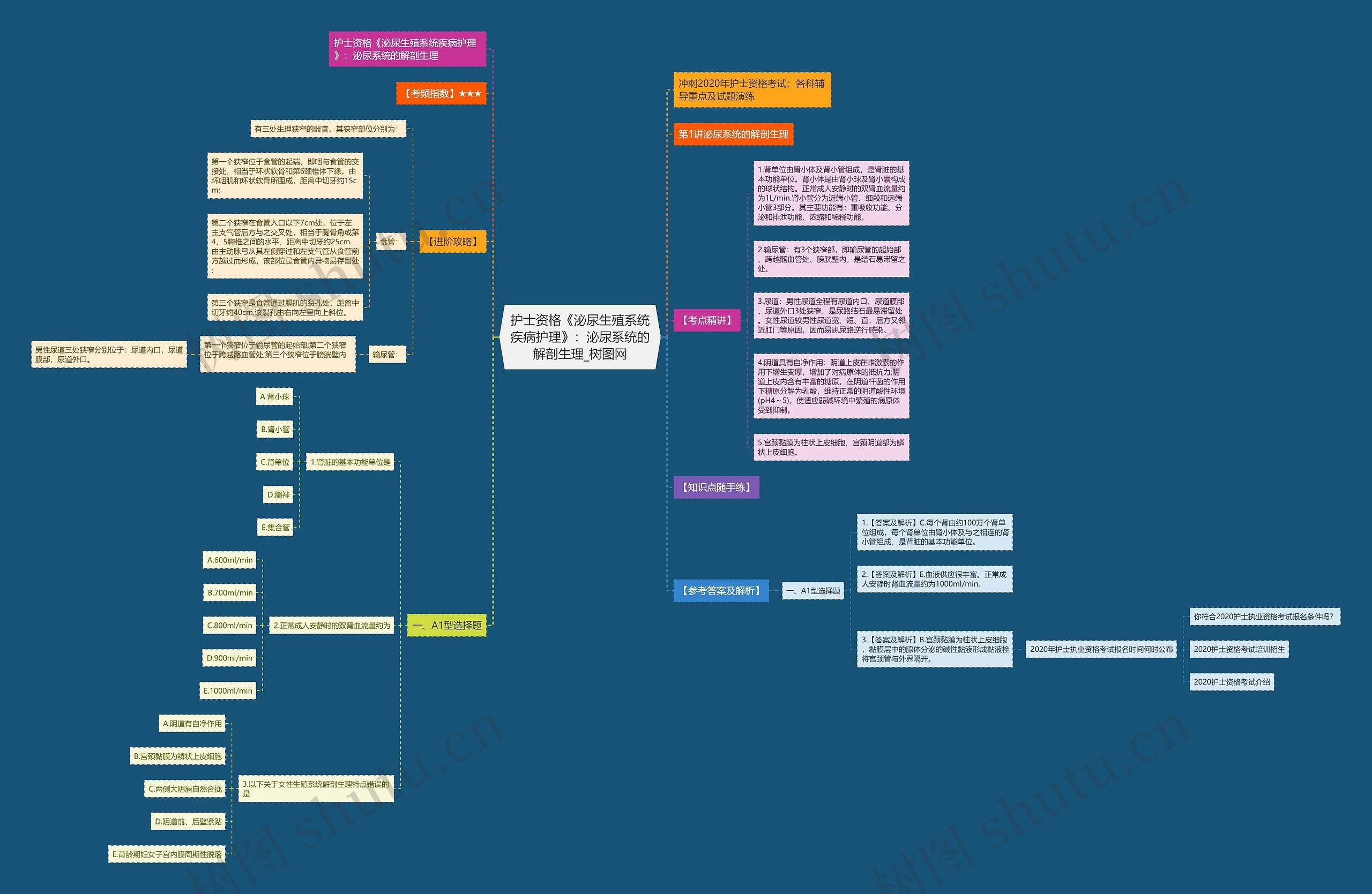 护士资格《泌尿生殖系统疾病护理》:泌尿系统的解剖生理 护士资格《泌尿生殖系统疾病护理》:泌尿系统的解剖生理