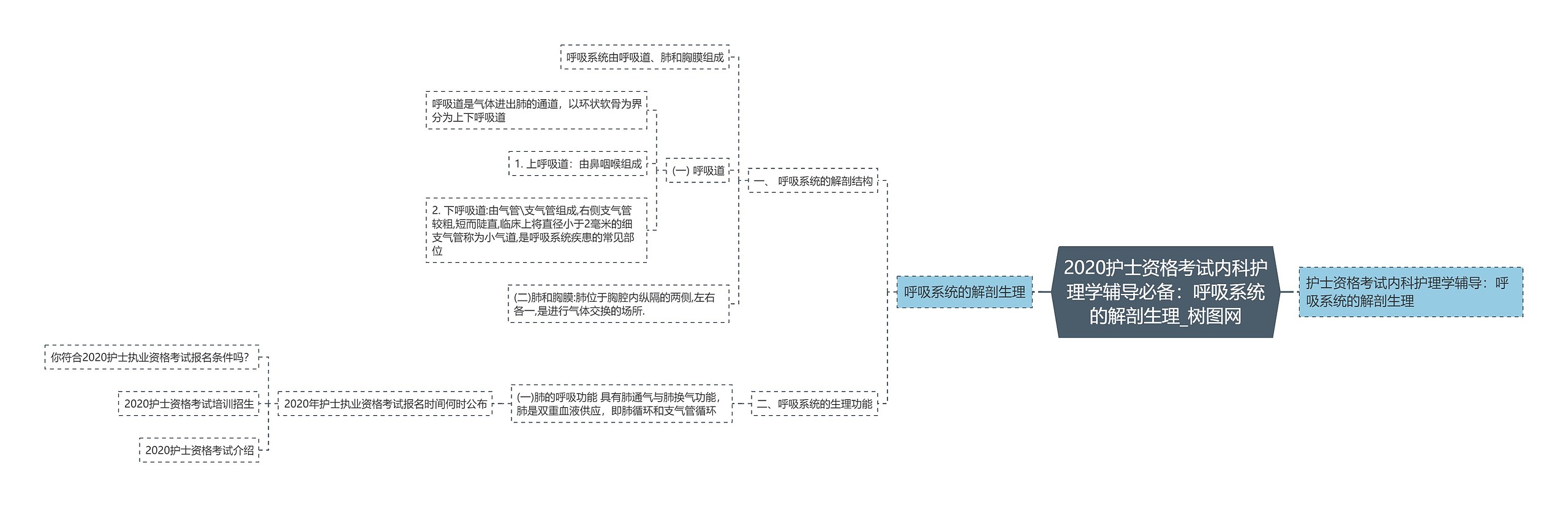 2020护士资格考试内科护理学辅导必备：呼吸系统的解剖生理
