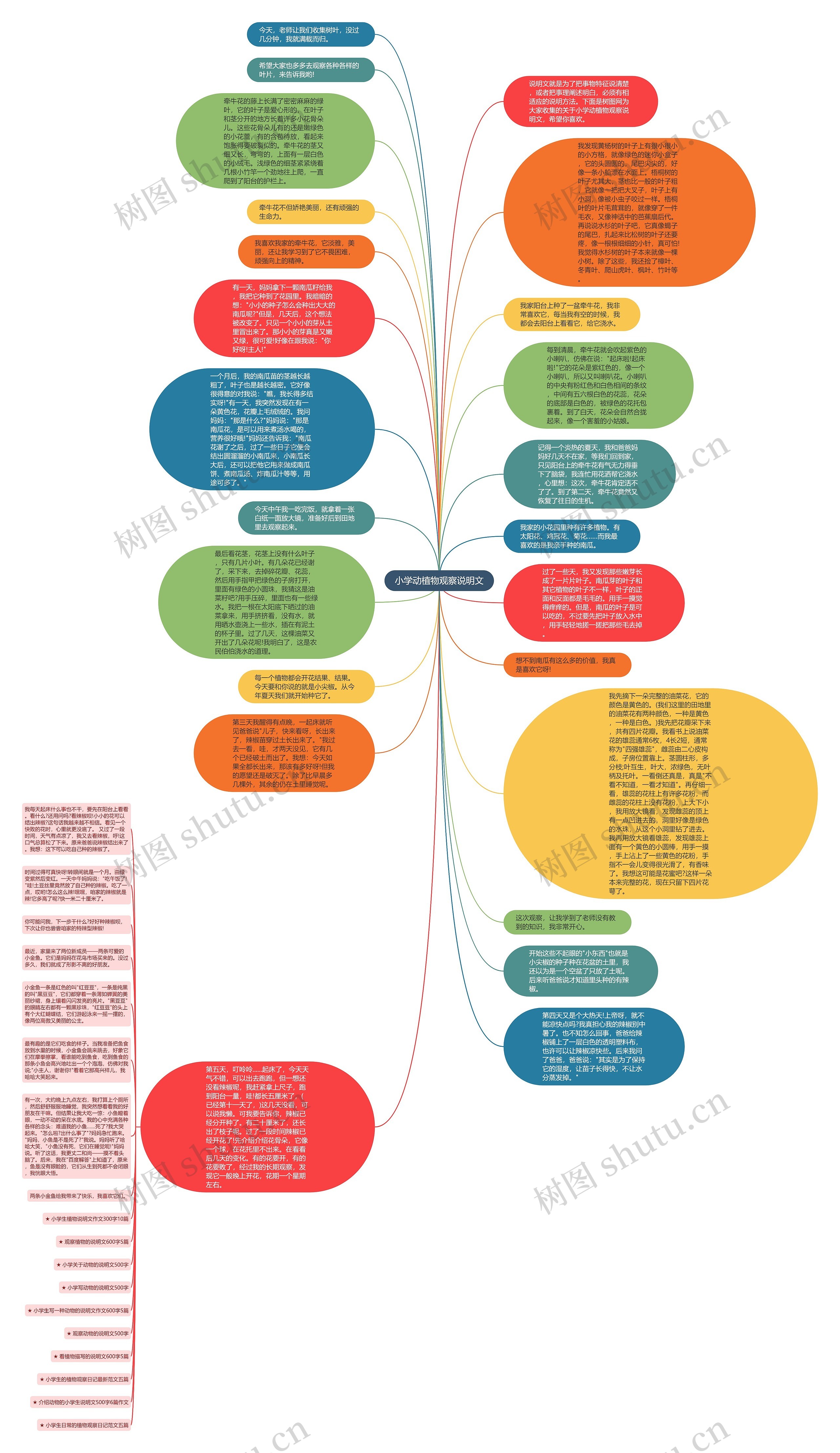 小学动植物观察说明文思维导图