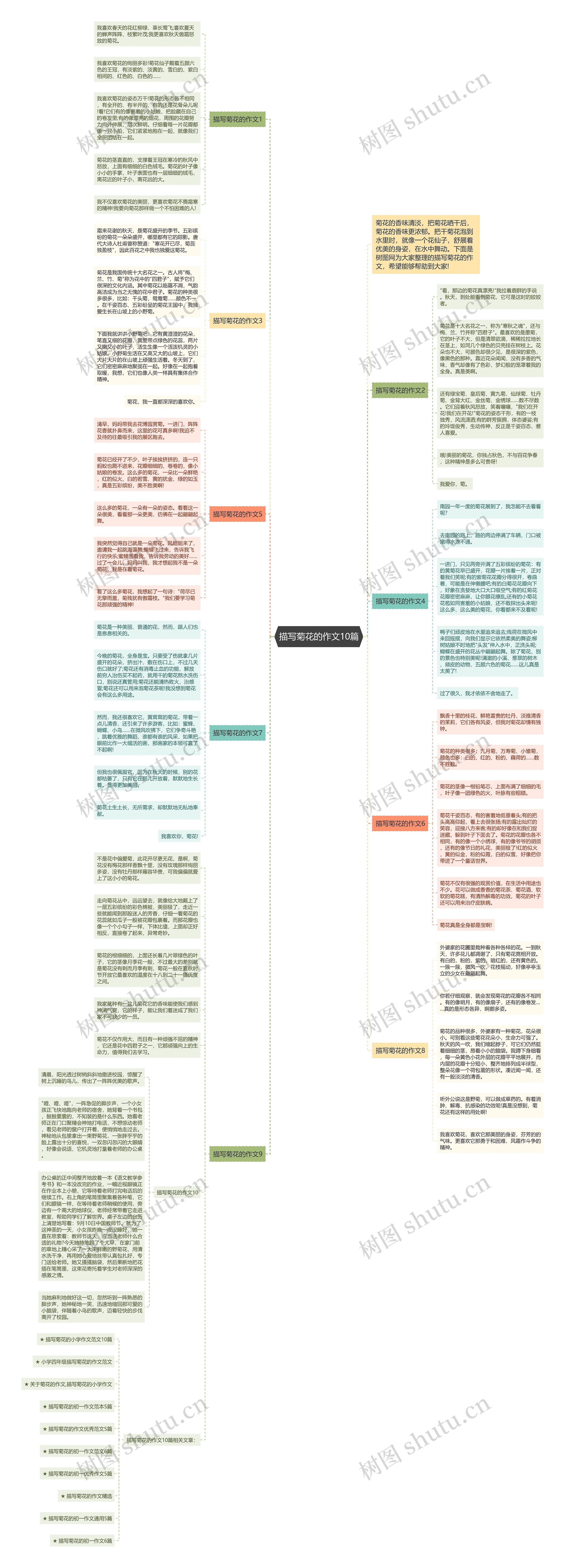 描写菊花的作文10篇思维导图