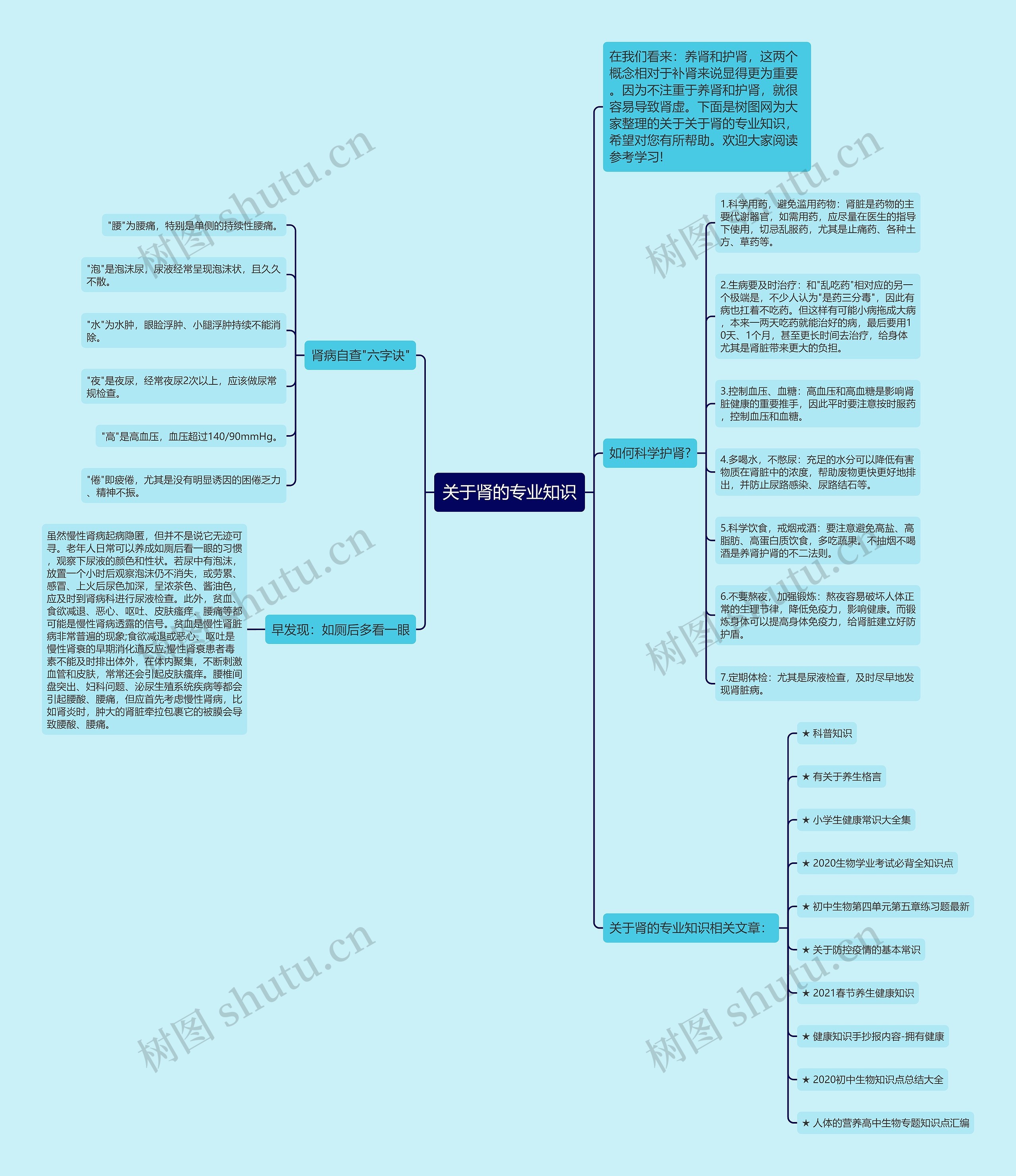 关于肾的专业知识思维导图