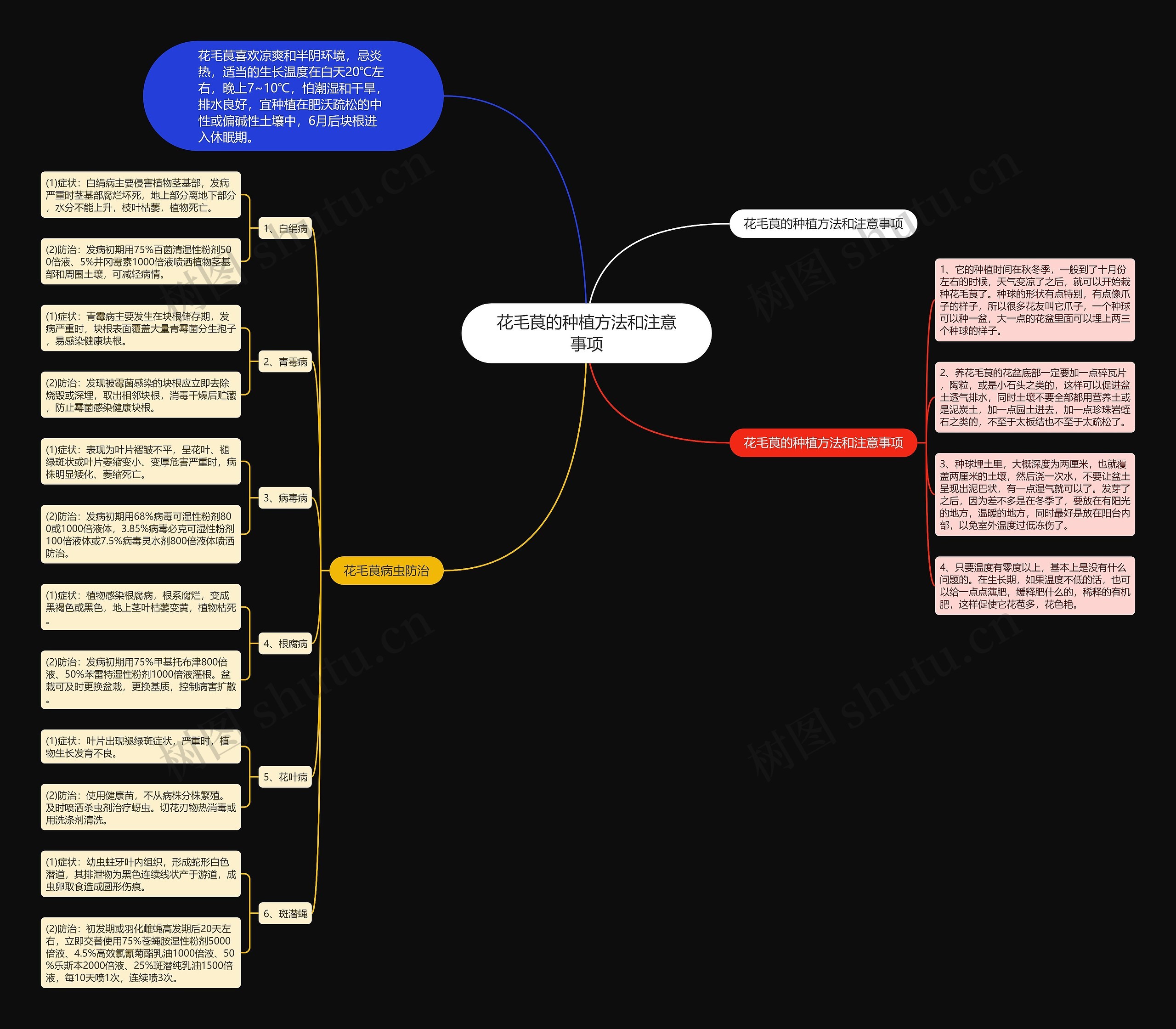 花毛茛的种植方法和注意事项思维导图